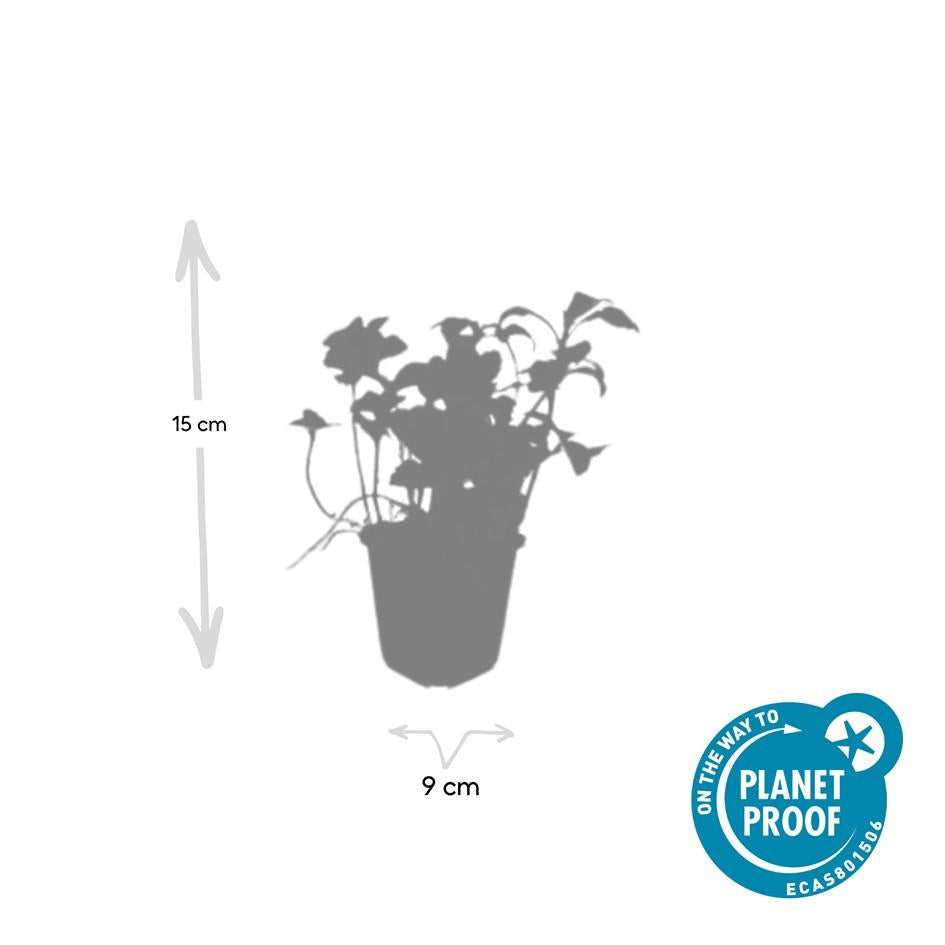 Dickmännchen - Pachysandra term. 'Green Sheen' - ↕10-25cm - Ø9cm 48 Stück