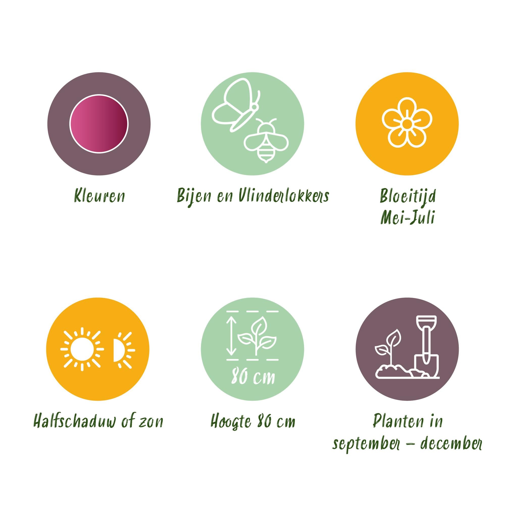 Zierlauch - Blumenzwiebeln - Allium Sphaerocephalon - Farbe Purpurrot - 100 Stück - Zwiebelgröße 5/6 - XXL Pack