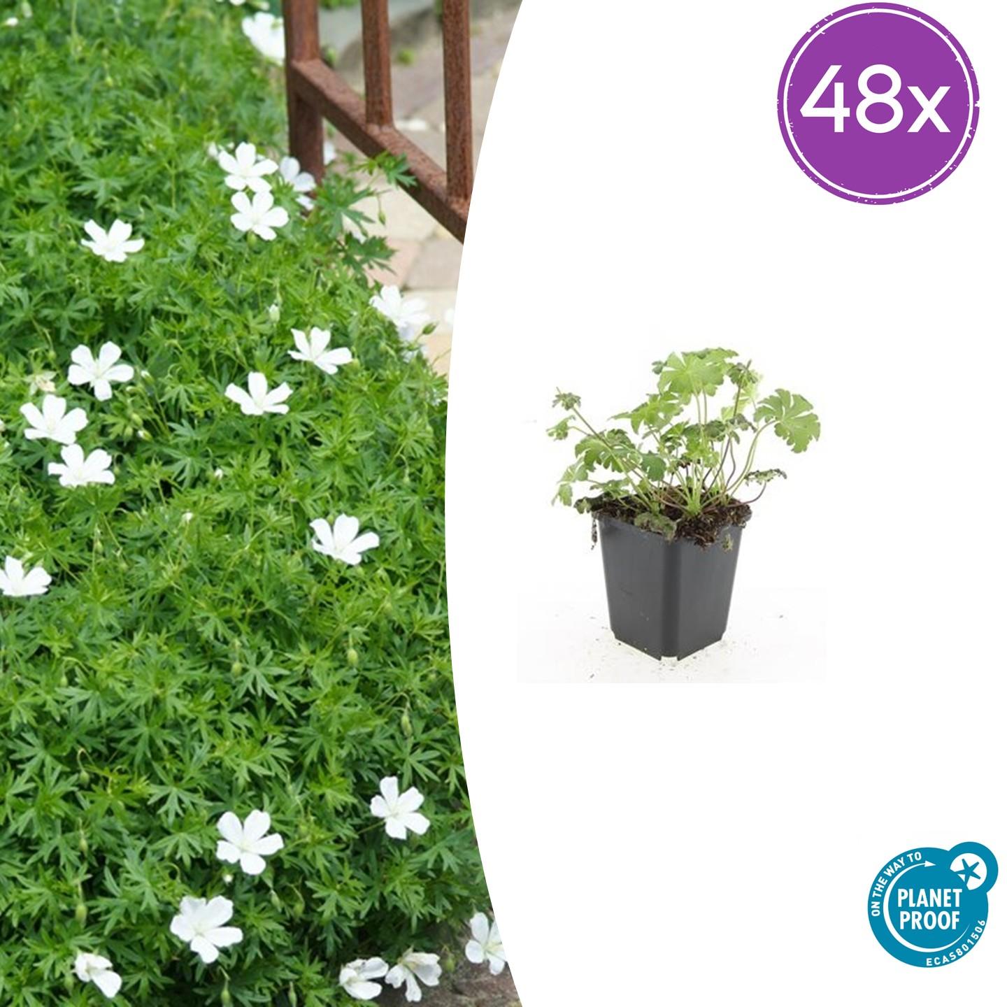 Weißer Blutstorchschnabel - Geranium sang. 'Album' - ↕10-25cm - Ø9cm 48 Stück