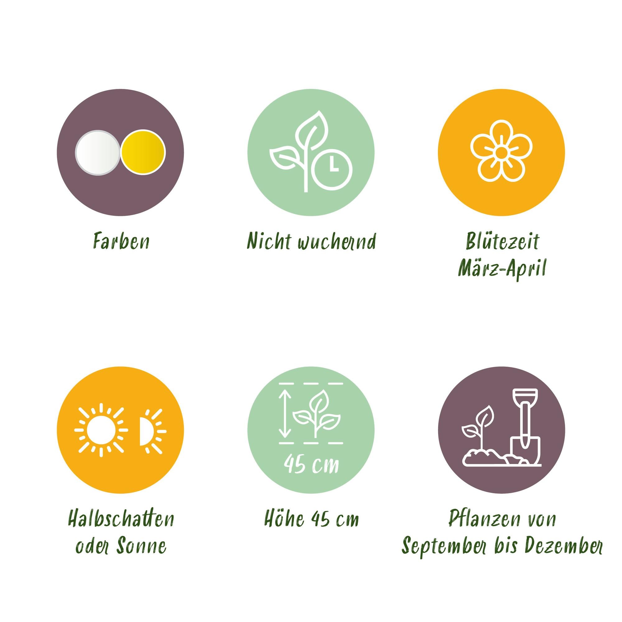 Narzissen Mix - Narcis Double Mix - Farben Gelb und Weiß - 10 Stück - Zwiebelgröße 12/14 - XXL Pack