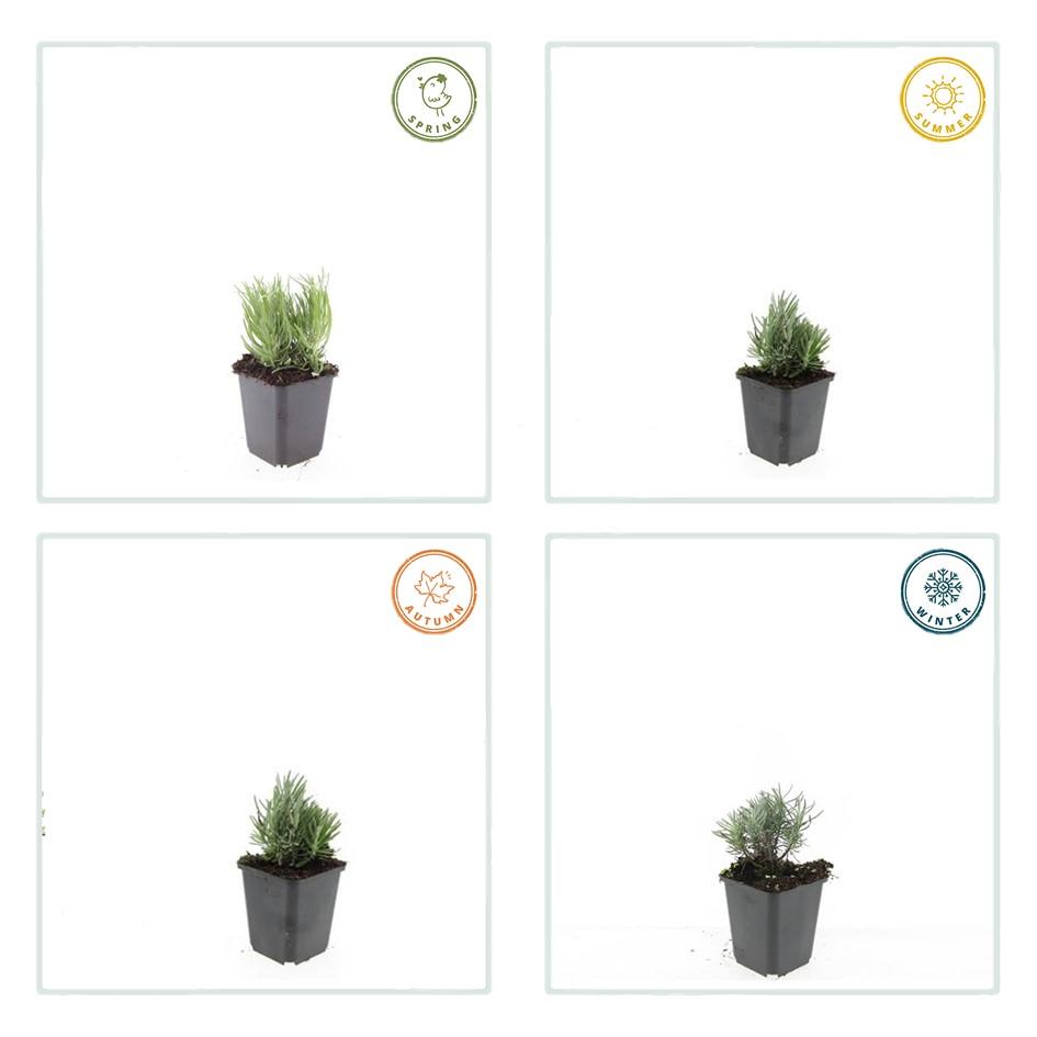 Zwerglavendel - Lavandula ang. 'Dwarf Blue' - ↕10-25cm - Ø9cm 60 Stück