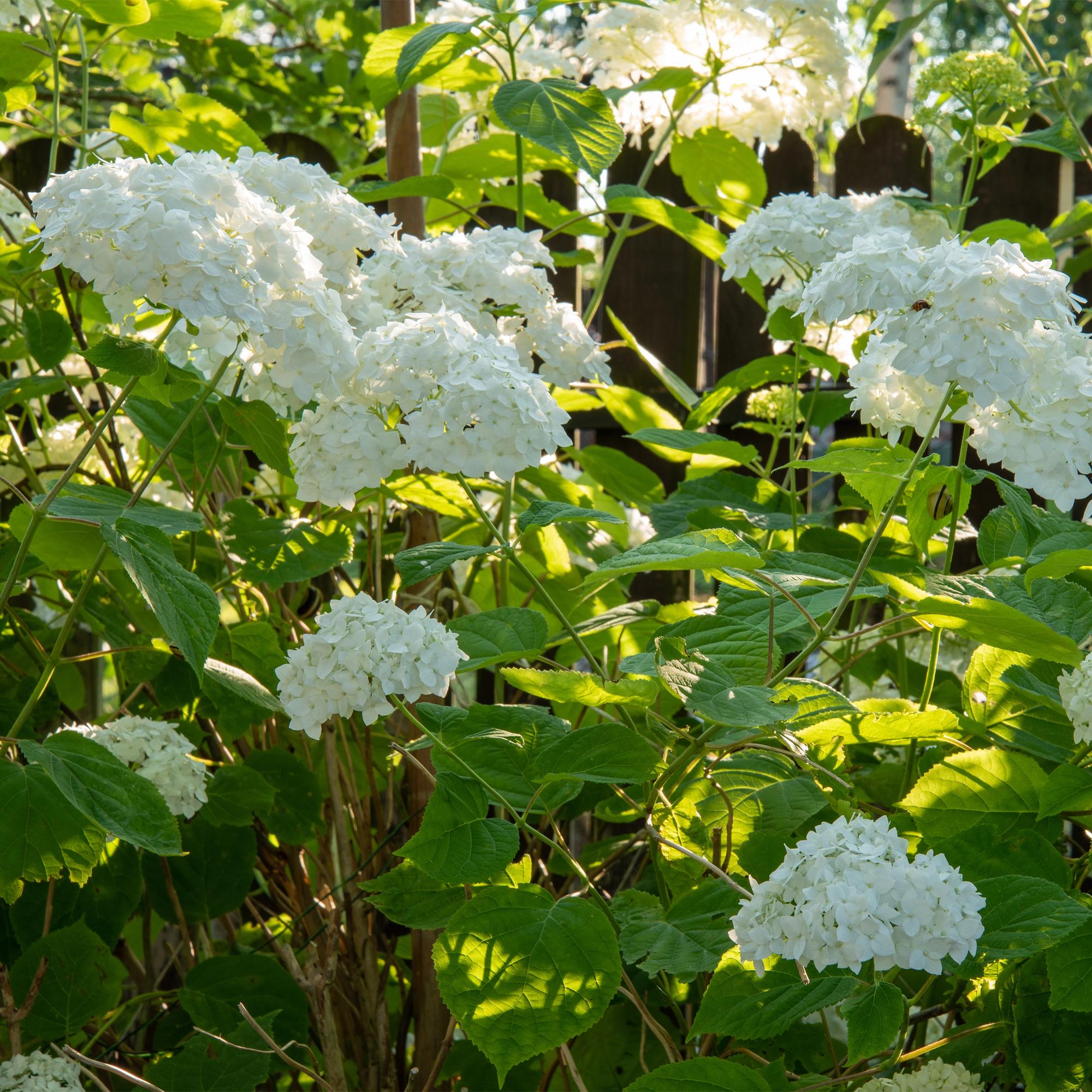 Schneeballhortensie - Hydrangea arborescens Annabelle - Blüte Weiß - 3 Pflanzen - 1 m2 - Laubabwerfend - Große Blüten - Topf 17cm Höhe 50cm