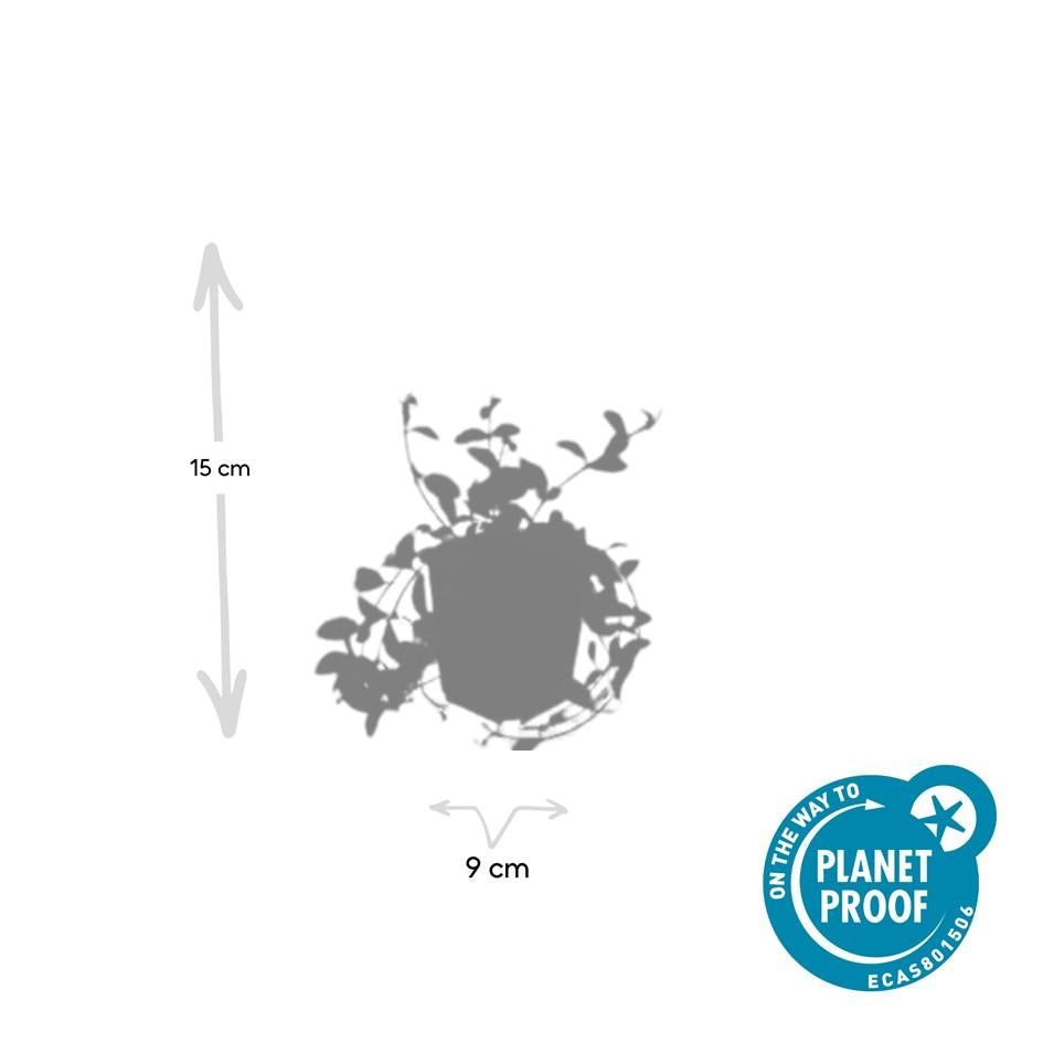 Goldgeflammtes Immergrün - Vinca minor 'Aureovariegata' - ↕10-25cm - Ø9cm 24 Stück