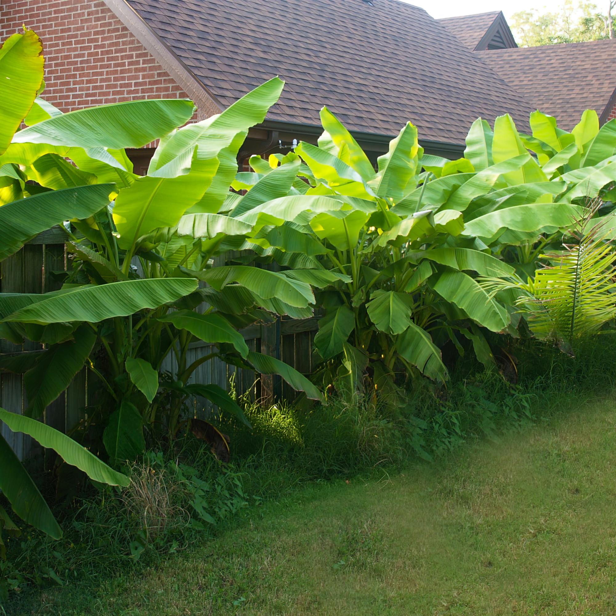 Japanische Faserbanane - Bananenpflanze Musa Basjoo - Winterhart - 2 Pflanzen - Topf 17cm Höhe 40cm