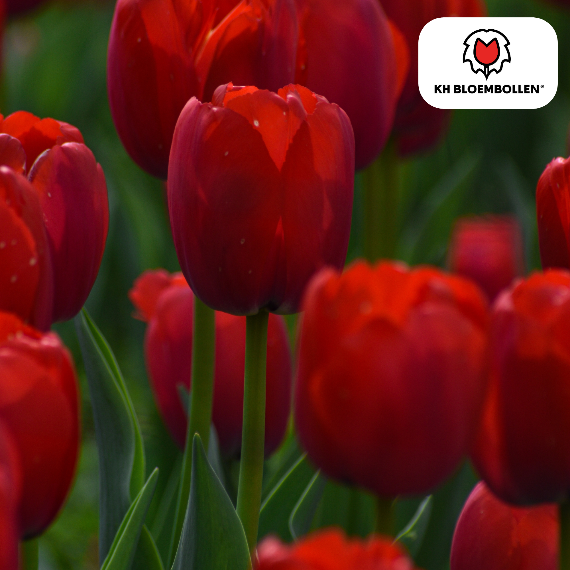 Tulpen - Tulipa Ile de France – 20 Stück - Tiefrote Tulpe – Klassisch, Kraftvoll & Elegant – Für Garten oder Topf – Größe 11/12 – Frisch vom Züchter