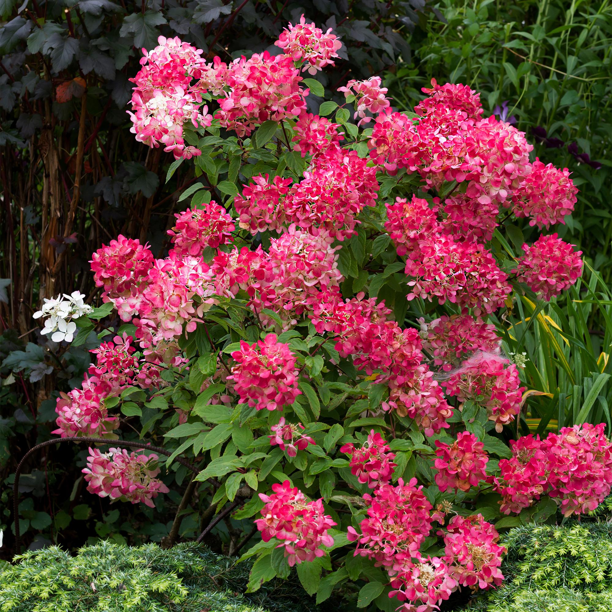 Rispenhortensie - Rispen Hortensie - Hydrangea panniculata Pink Diamond - Blüte Weiß Rosa - 1 Pflanze - Laubabwerfend - Große Blüten - Topf 17cm Höhe 50cm