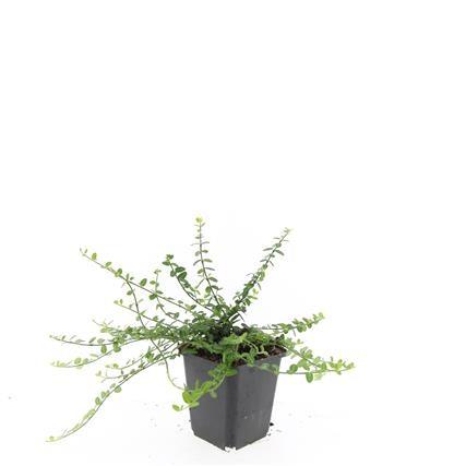 Zwergspindelstrauch - Euonymus fort. 'Minimus' - ↕10-25cm - Ø9cm 24 Stück