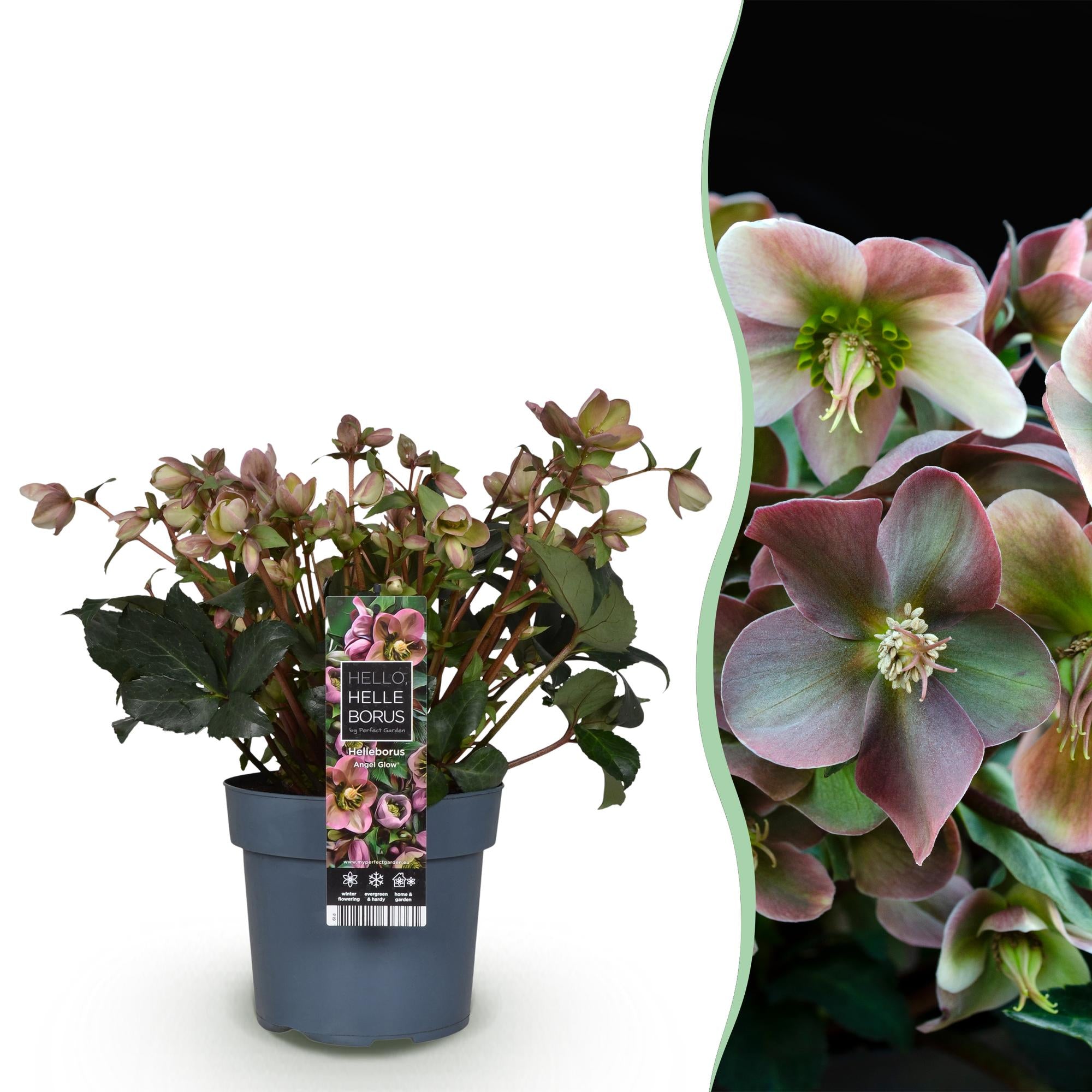 Christrose - Helleborus Angels Glow - Rosa Blüte - Immergrün - Topf 19cm Höhe 50cm
