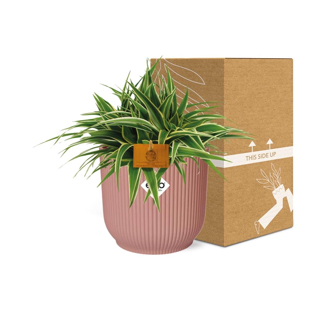 Grünlile - Chlorophytum Ocean - 15cm - in ELHO Vibes Fold 16cm - round  delicate pink