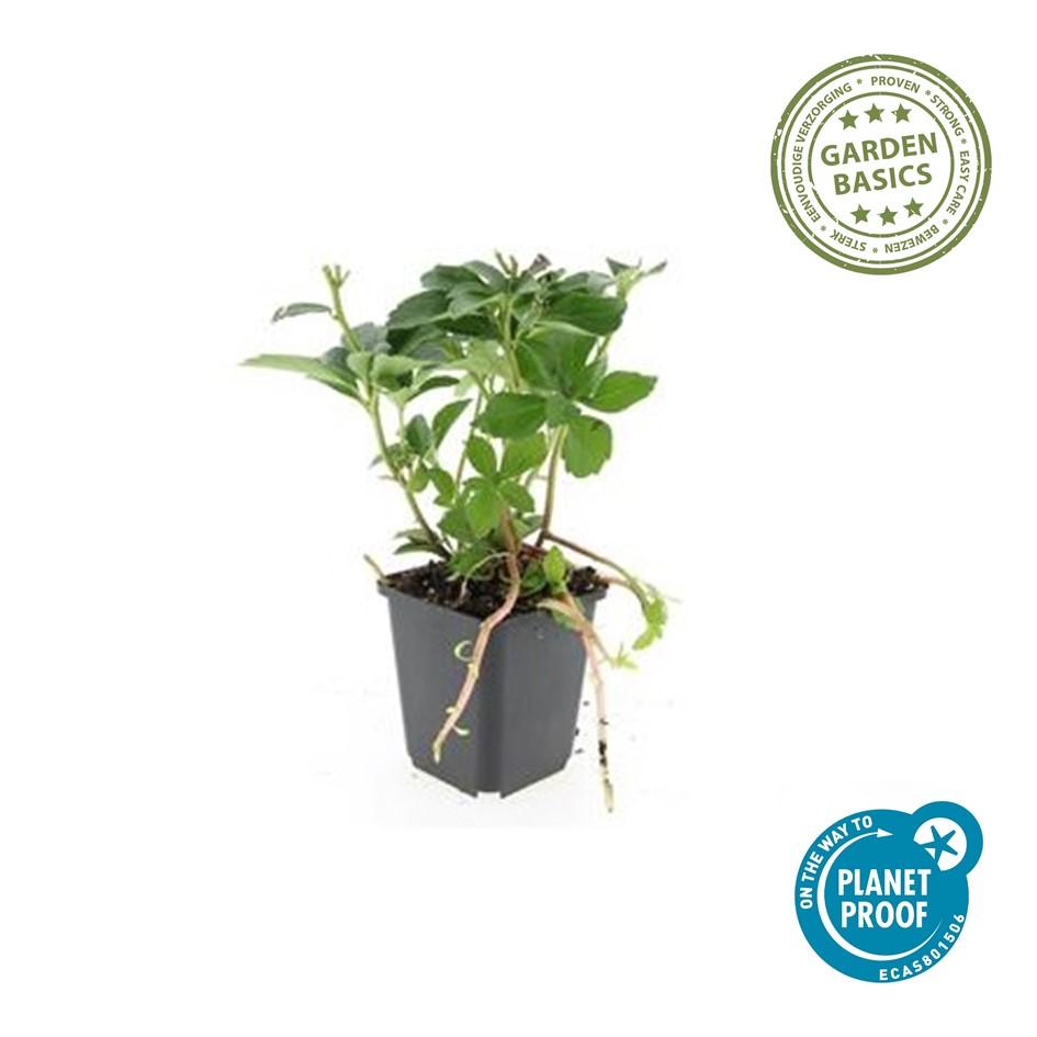 Dickmännchen - Pachysandra terminalis - ↕10-25cm - Ø9cm 24 Stück