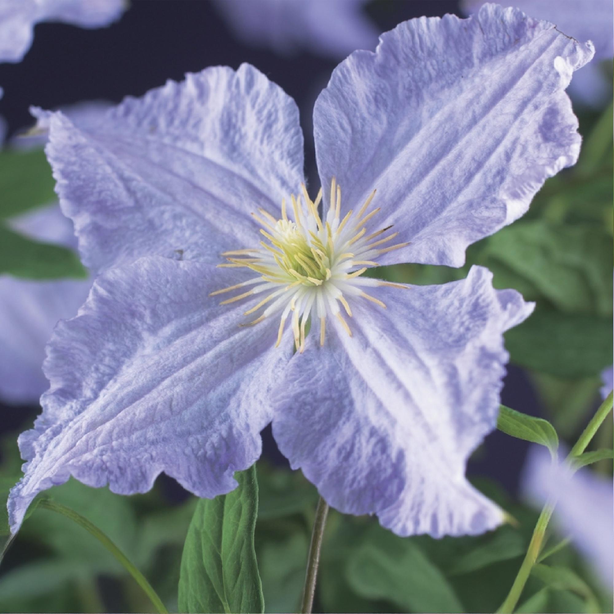 Waldrebe - Clematis Blue Angel - Blüte Licht Blau - 2 Pflanzen - Topf 11cm Höhe 40cm