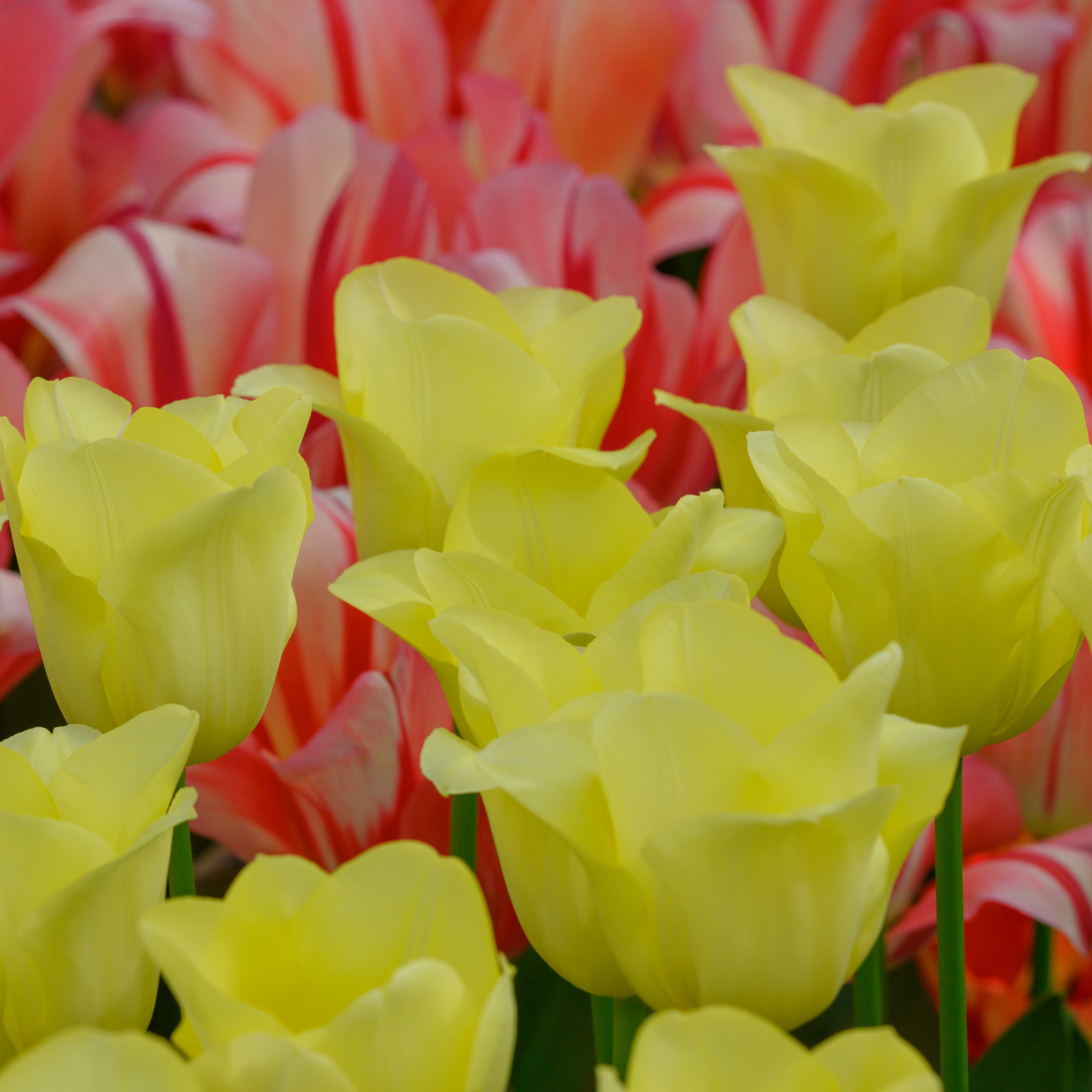Tulpen - Tulipa World Friendship – 20 Stück - Hellgelbe Tulpe – Zart, freundlich und elegant – Für Garten oder Topf – Größe 11/12 – Frisch vom Züchter