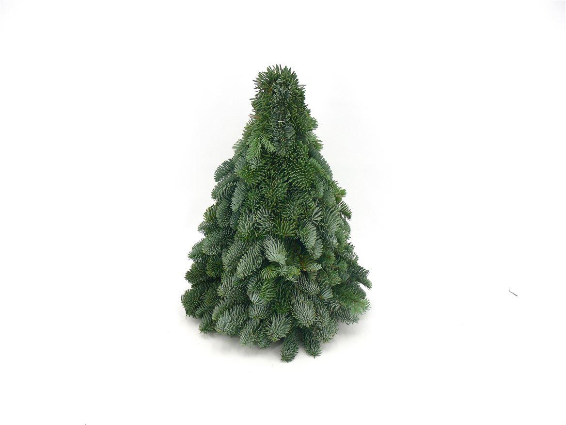 Edeltanne - Nobilis-Weihnachtsbaum - ↕40cm