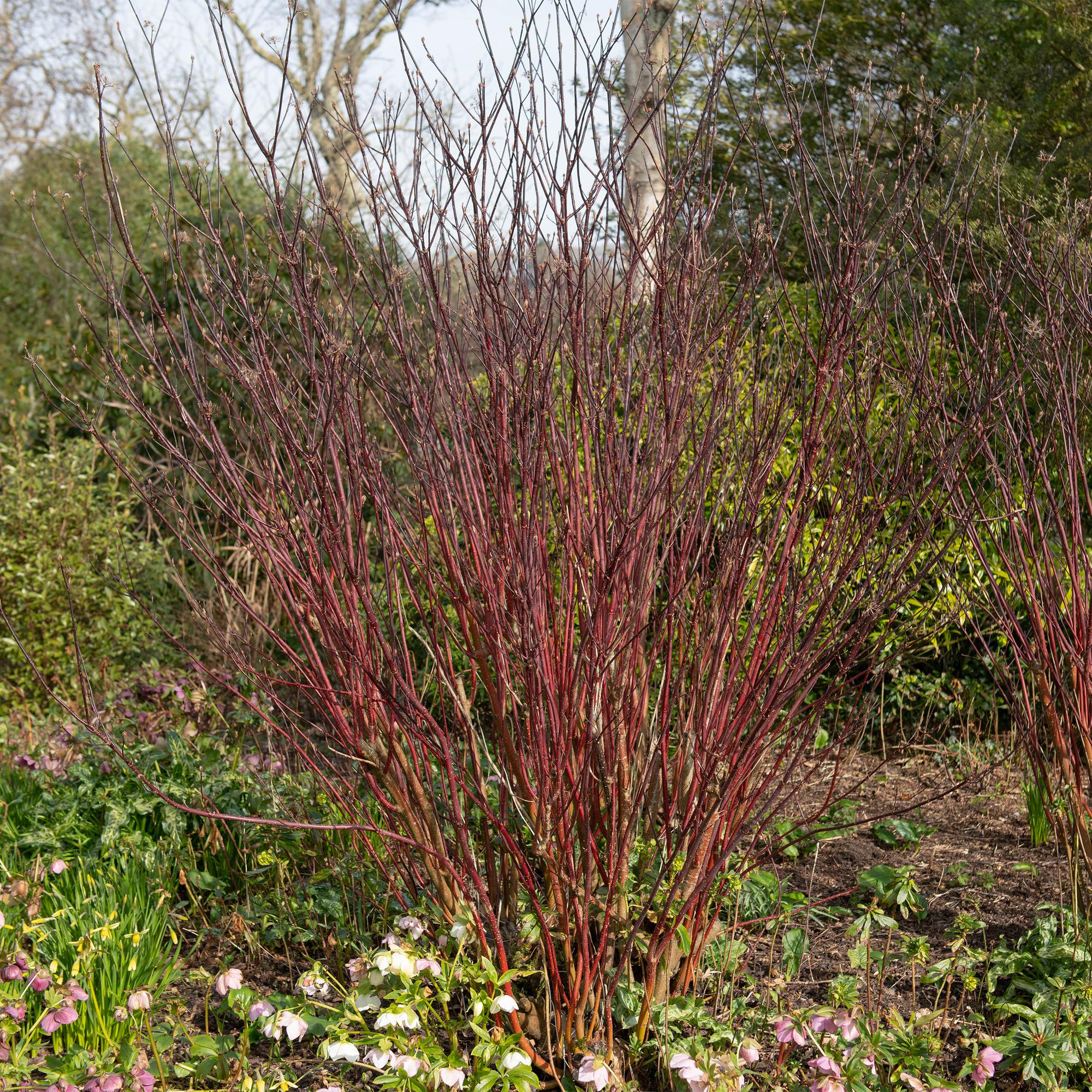 Hartriegel - Sträucher - Cornus alba Kesselringii - Violette Zweige - 1 Pflanze - Laubabwerfend - Wenig Pflege - Topf 17cm Höhe 45cm