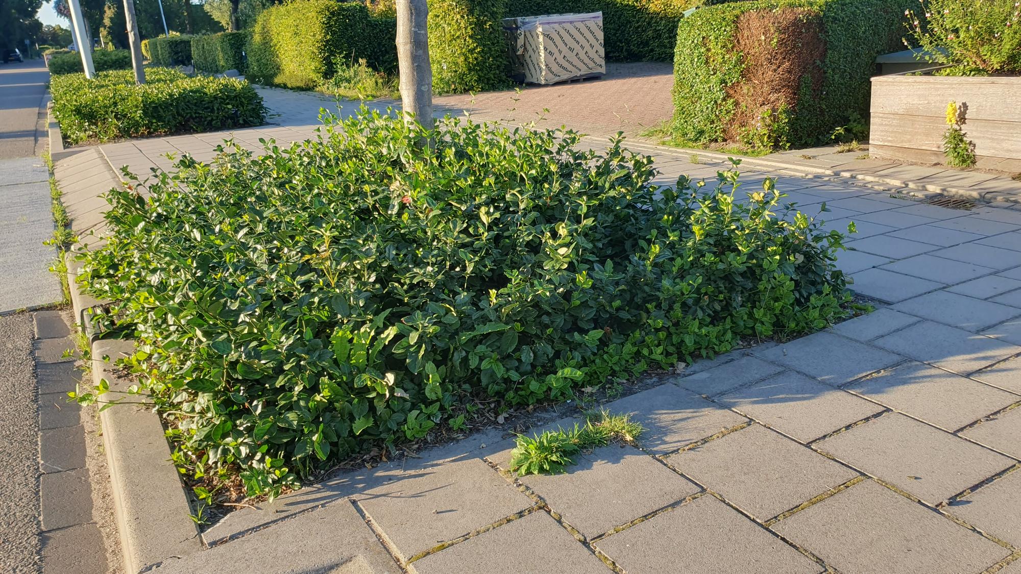 Purpur Kriechspindel - Euonymus fort. 'Coloratus' - ↕10-25cm - Ø9cm 12 Stück