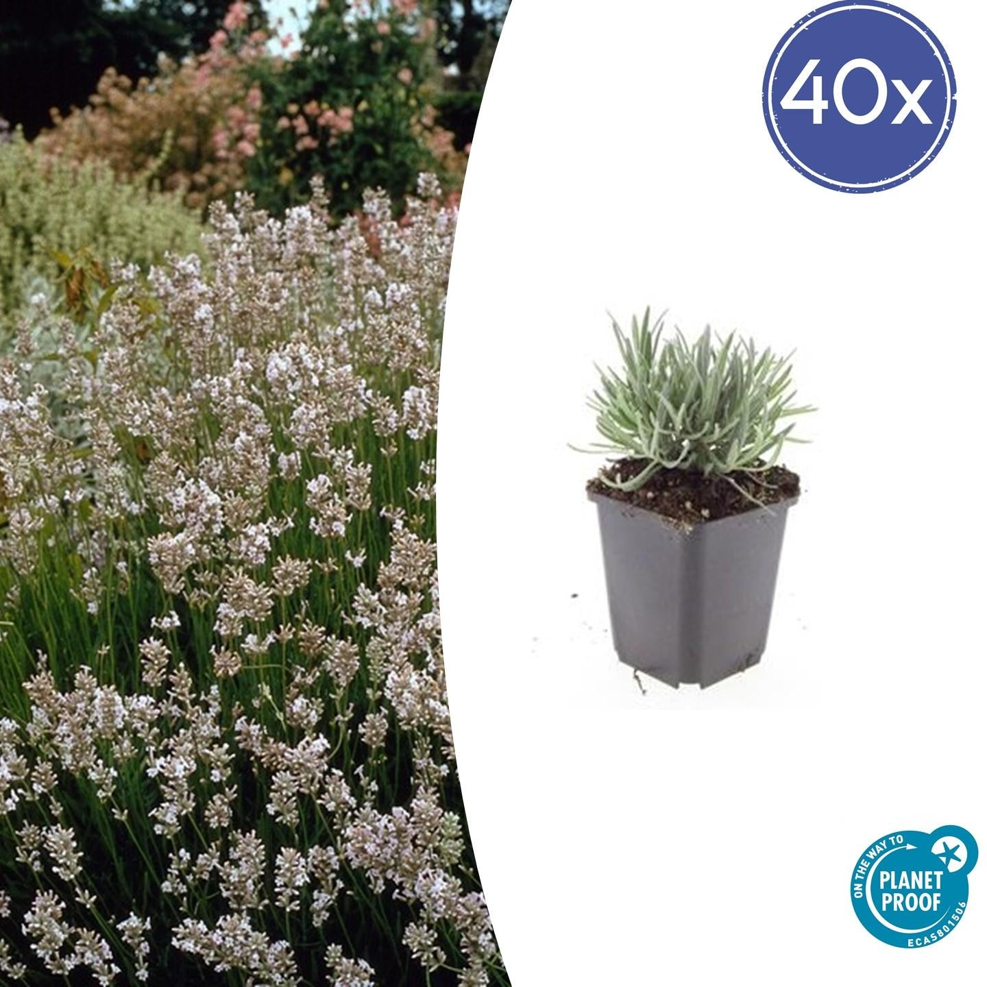 Weißer Lavendel - Lavandula int. 'Edelweiss' - ↕10-25cm - Ø9cm 40 Stück
