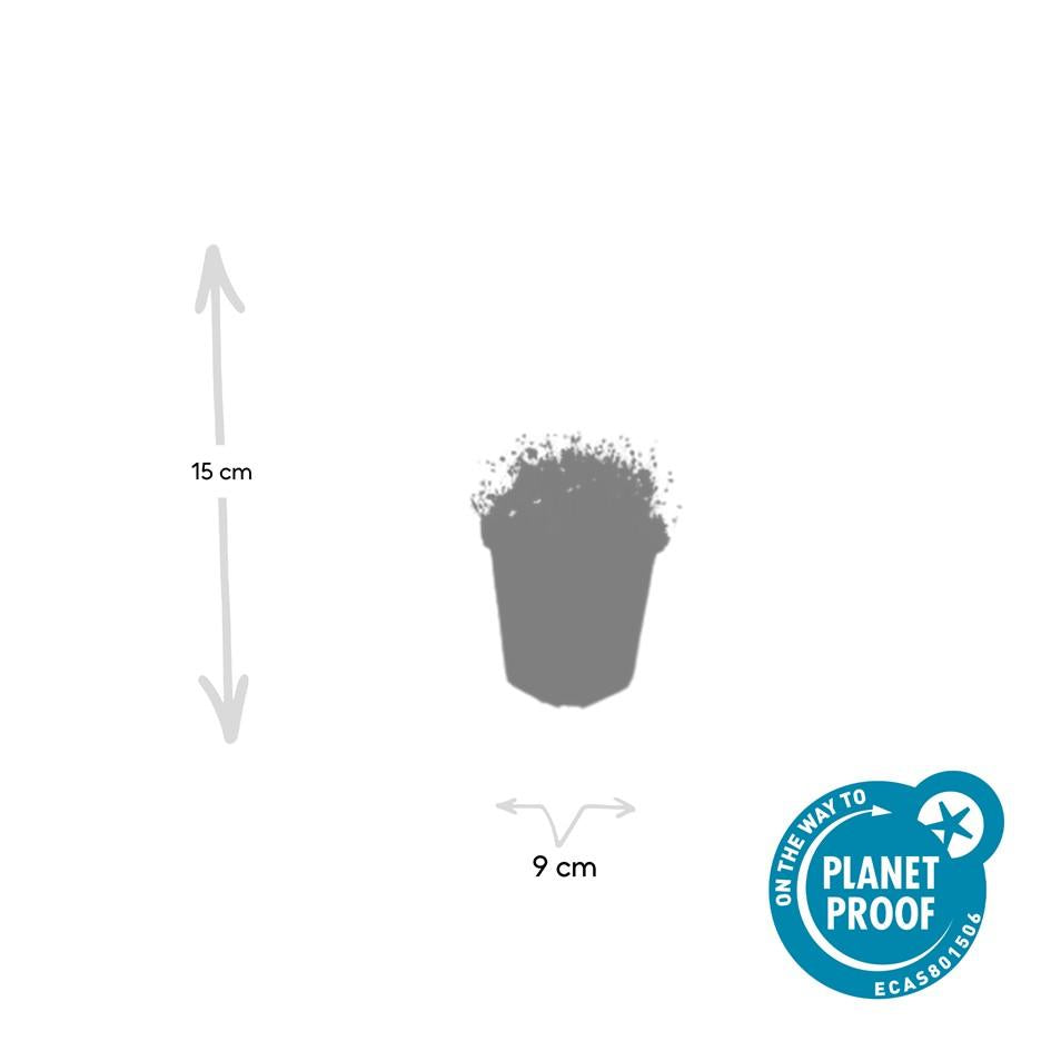 Irish Moos - Sagina subulata - ↕10-25cm - Ø9cm 24 Stück