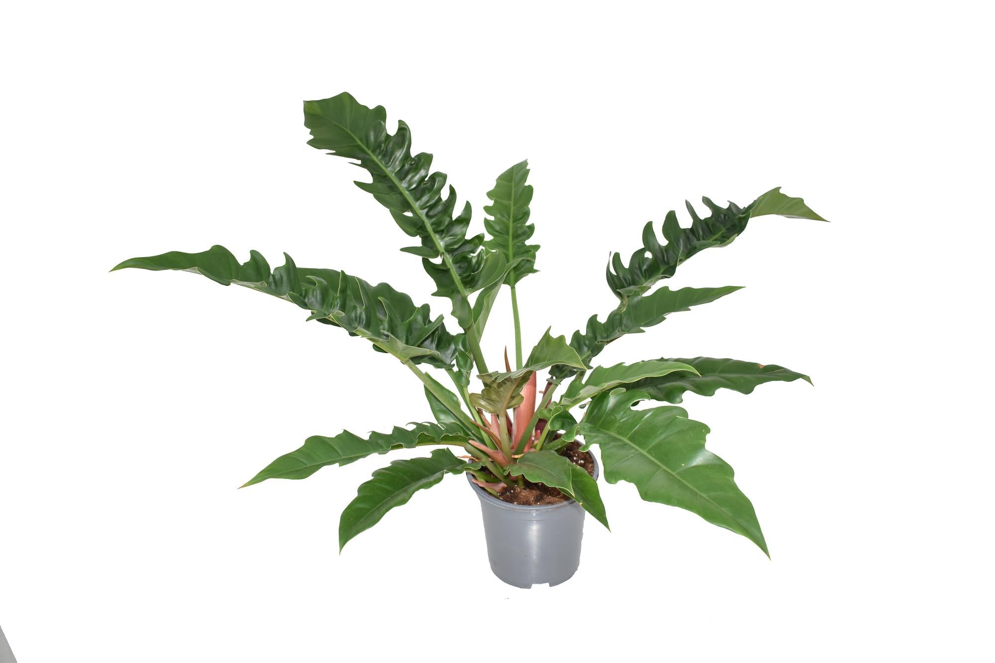 Baumfreund - Philodendron Narrow Escape - Ø19cm - ↕55cm