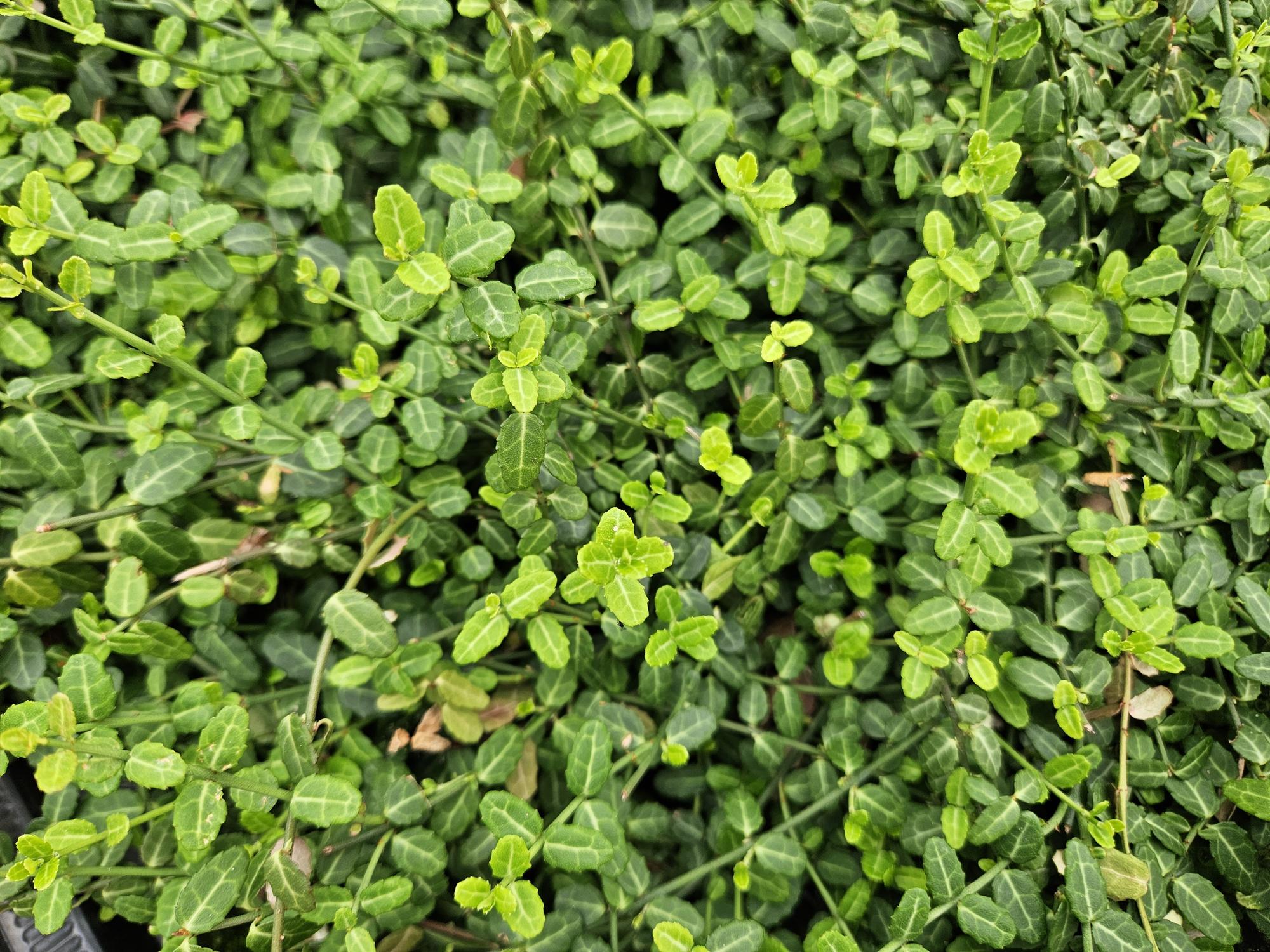 Zwergspindelstrauch - Euonymus fort. 'Minimus' - ↕10-25cm - Ø9cm 6 Stück