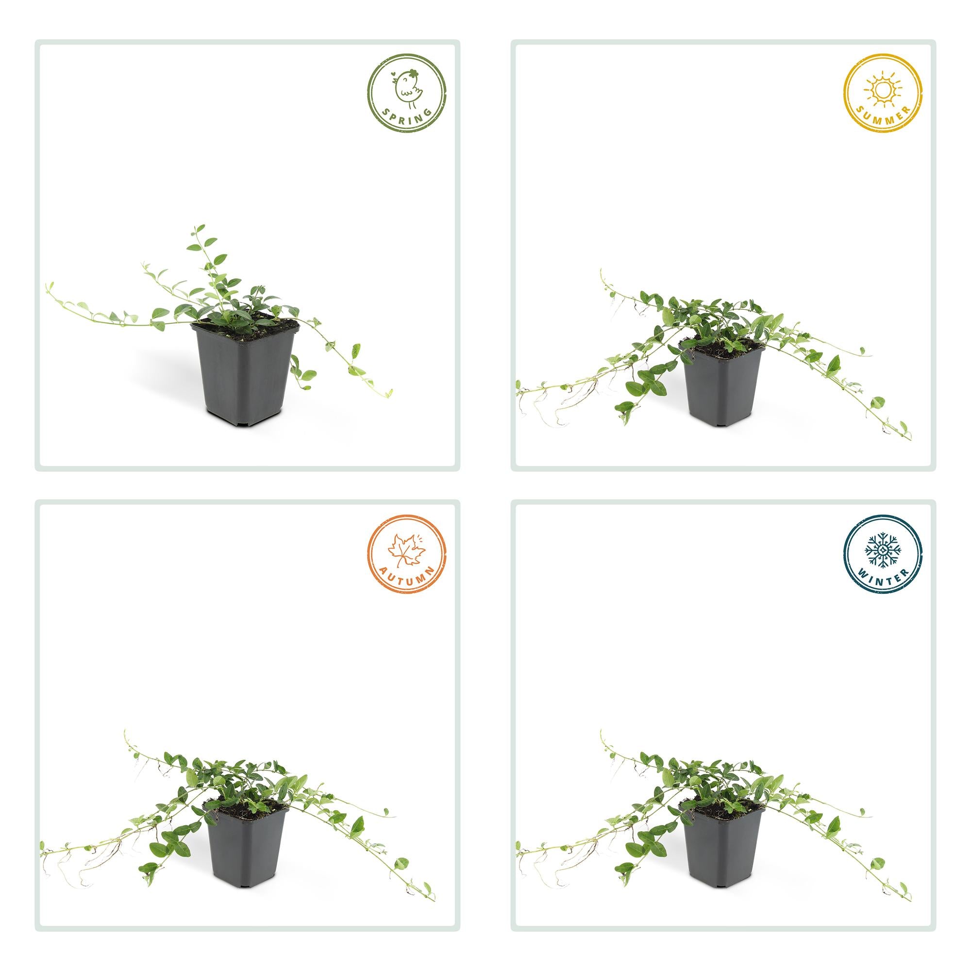 Kleines weißes Immergrün - Vinca minor 'Alba' - ↕10-25cm - Ø9cm