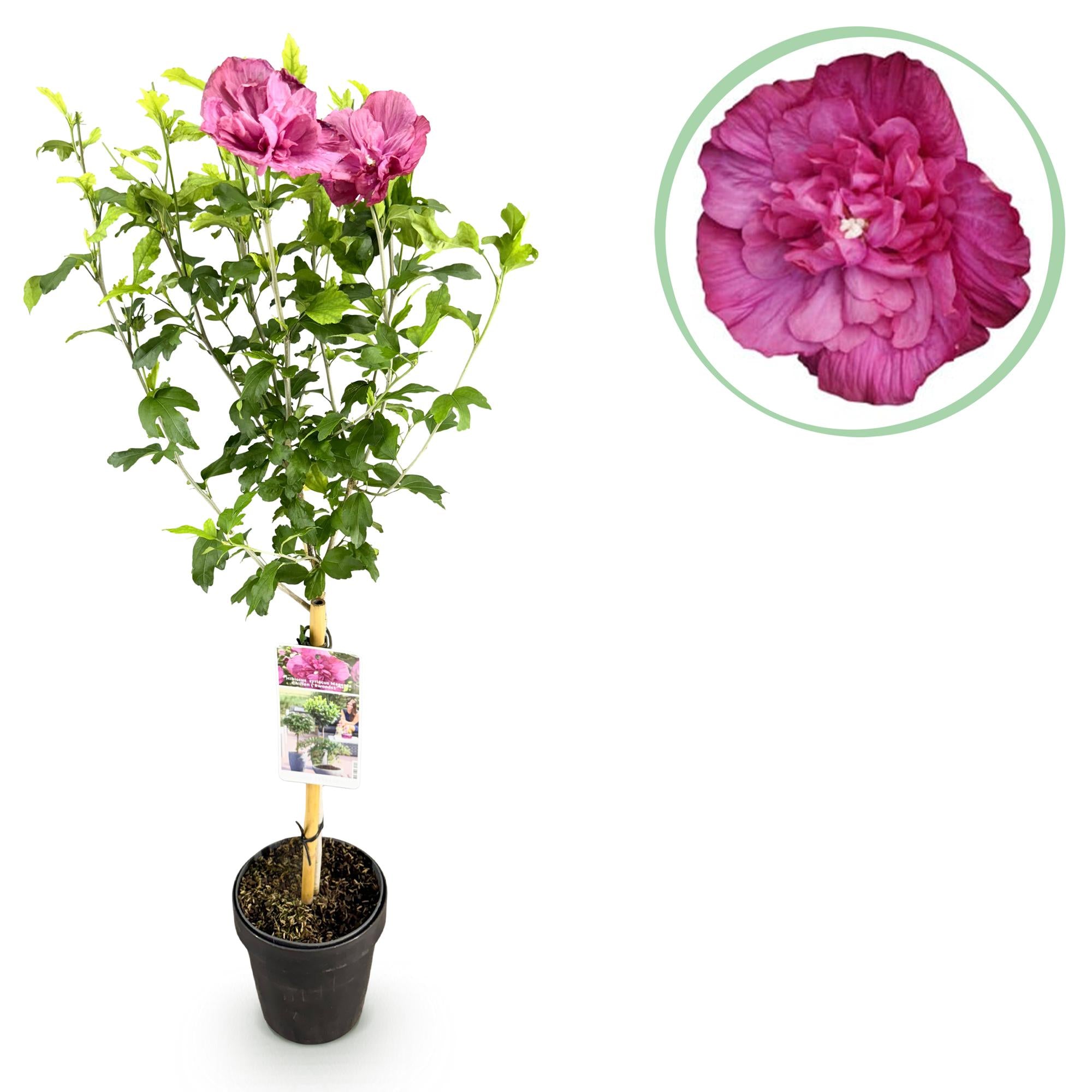 Hibiskus - Hibiscus syriacus Magenta Chiffon® - Stamm Pflanze - Terrassen Pflanze - Laubabwerfend - Geringer Pflegeaufwand - Topf 19cm Höhe 90cm