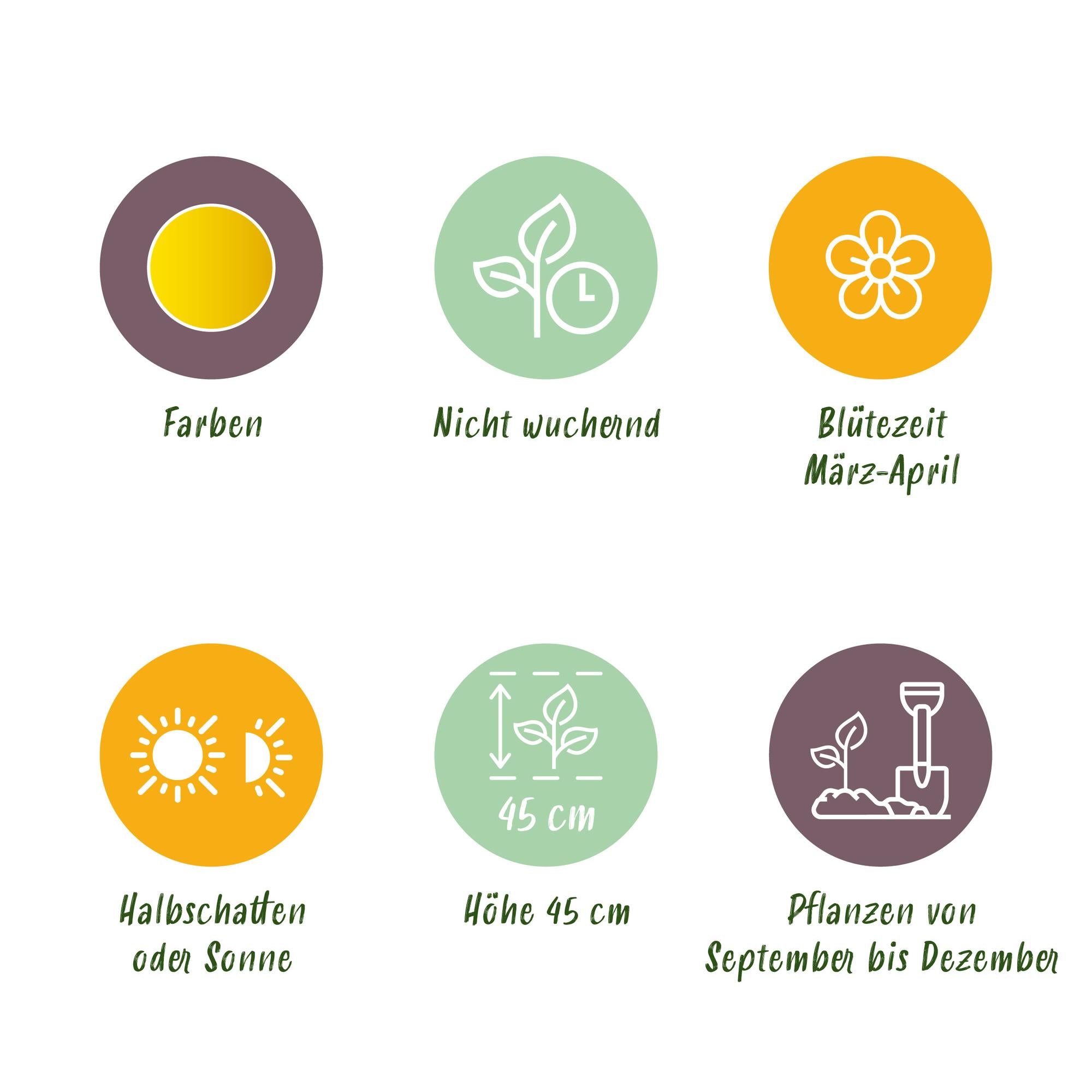 Narzissen - Narcis Carlton - Farbe Gelb - 15 Stück - Knollengröße 12/14 - XXL Pack