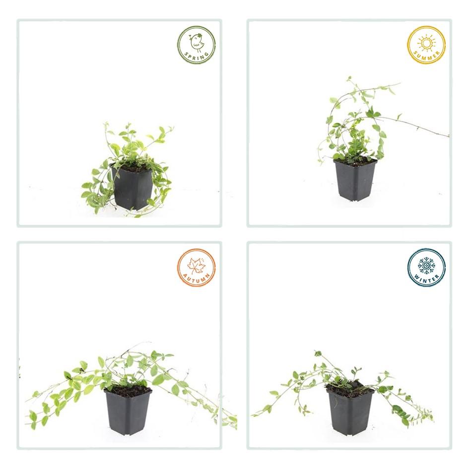 Goldgeflammtes Immergrün - Vinca minor 'Aureovariegata' - ↕10-25cm - Ø9cm 48 Stück