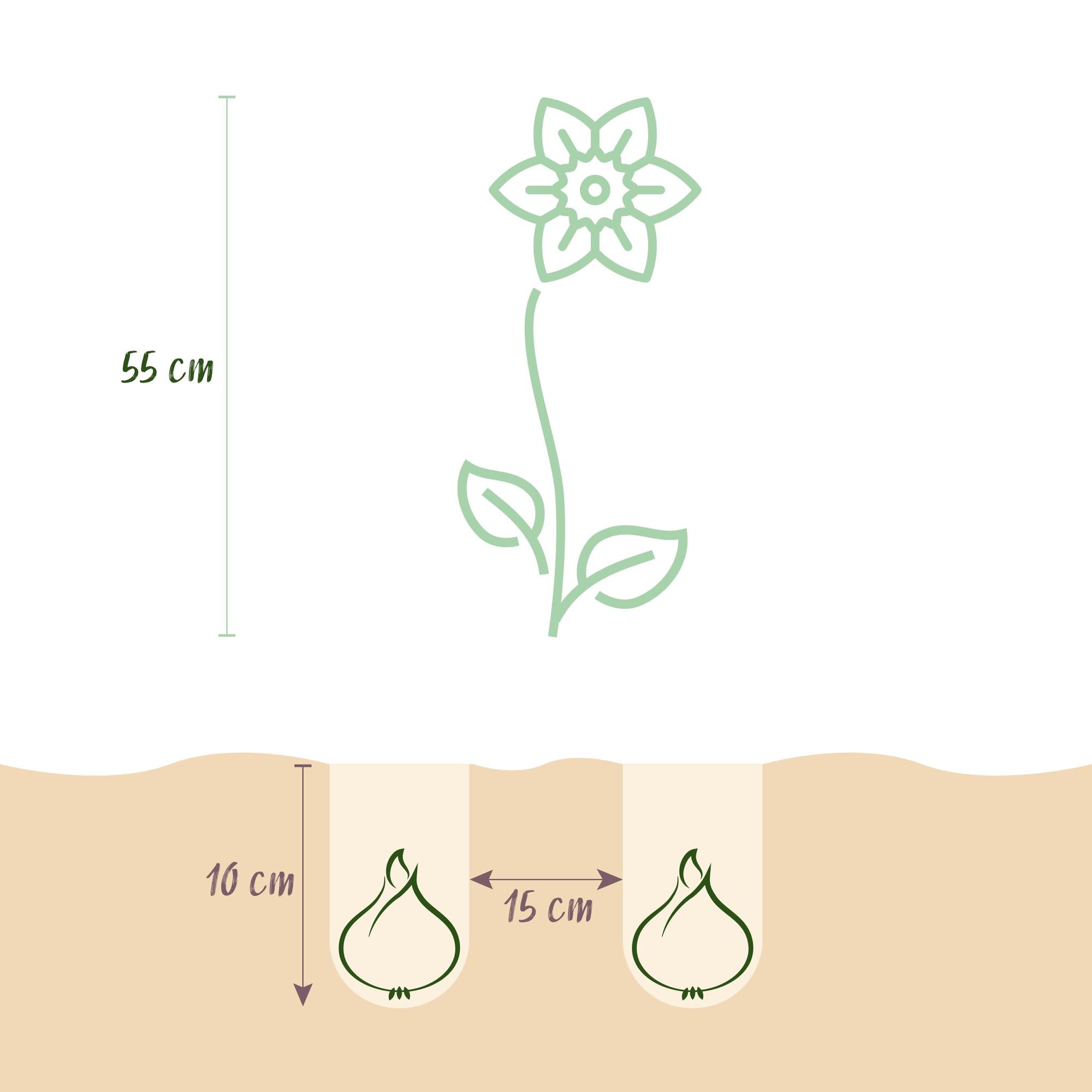 Tulpen Mix - Tulpe Darwin-Hybride Mischung - Verschiedene Farben - 40 Stück - Zwiebelgröße 10/12