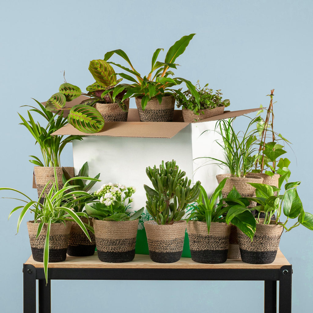 rette mich zimmerpflanzen Save me box: Zimmerpflanzen 12er Set