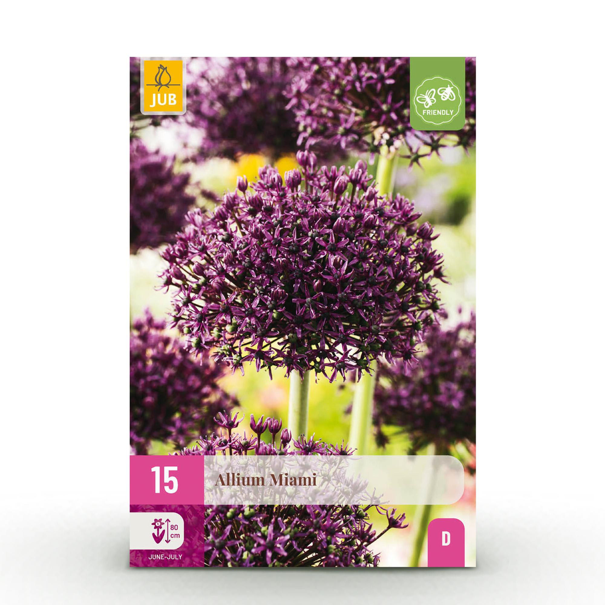 Zierlauch - Blumenzwiebeln - Allium Miami - Farbe Lila - 15 Stück - Zwiebelgröße 10/11 - XXL Pack