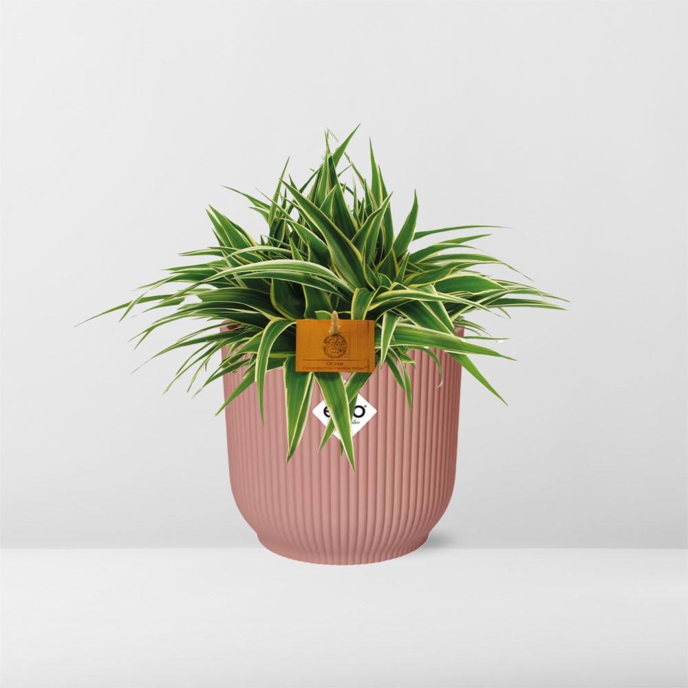 Grünlile - Chlorophytum Ocean - 15cm - in ELHO Vibes Fold 16cm - round  delicate pink