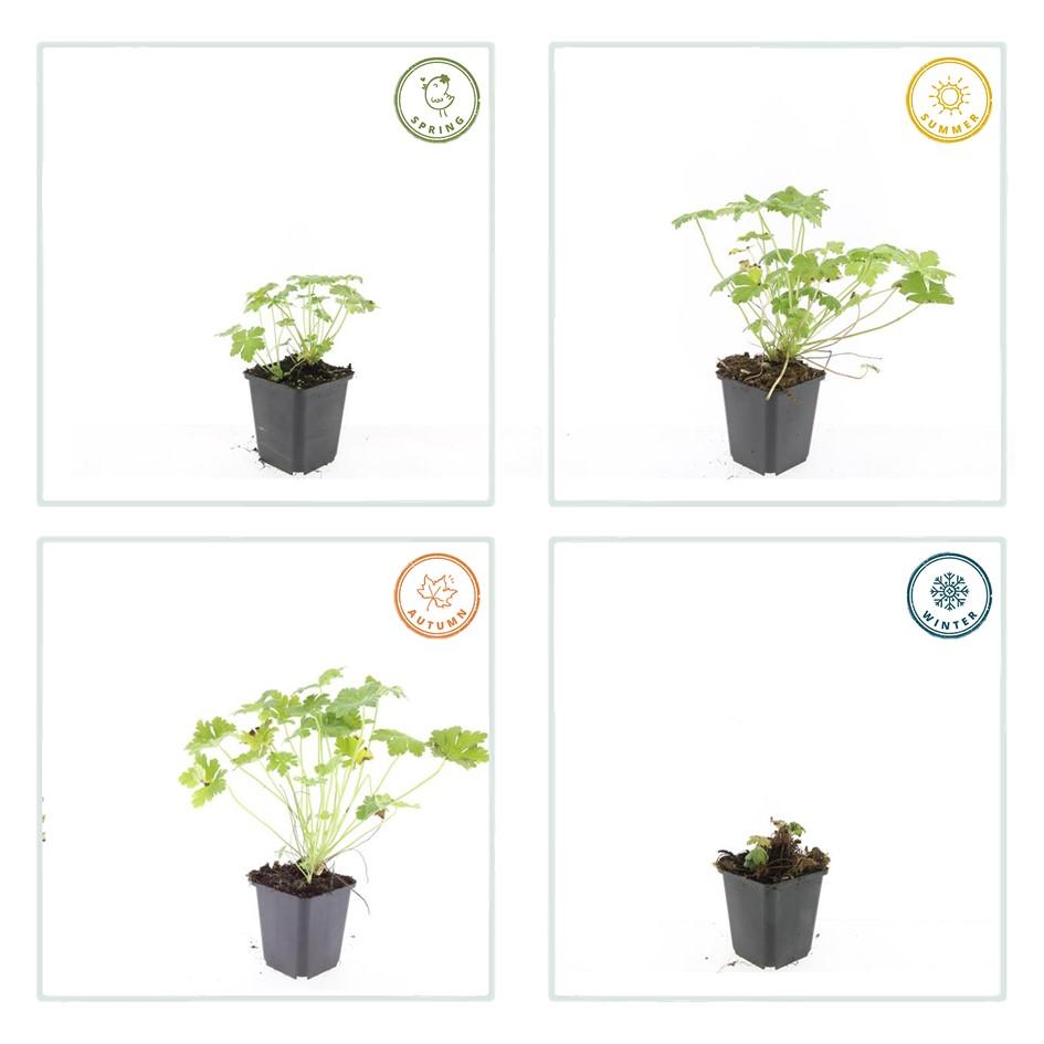 Balkanstorchschnabel - Geranium macr. 'Czakor' - ↕10-25cm - Ø9cm 24 Stück