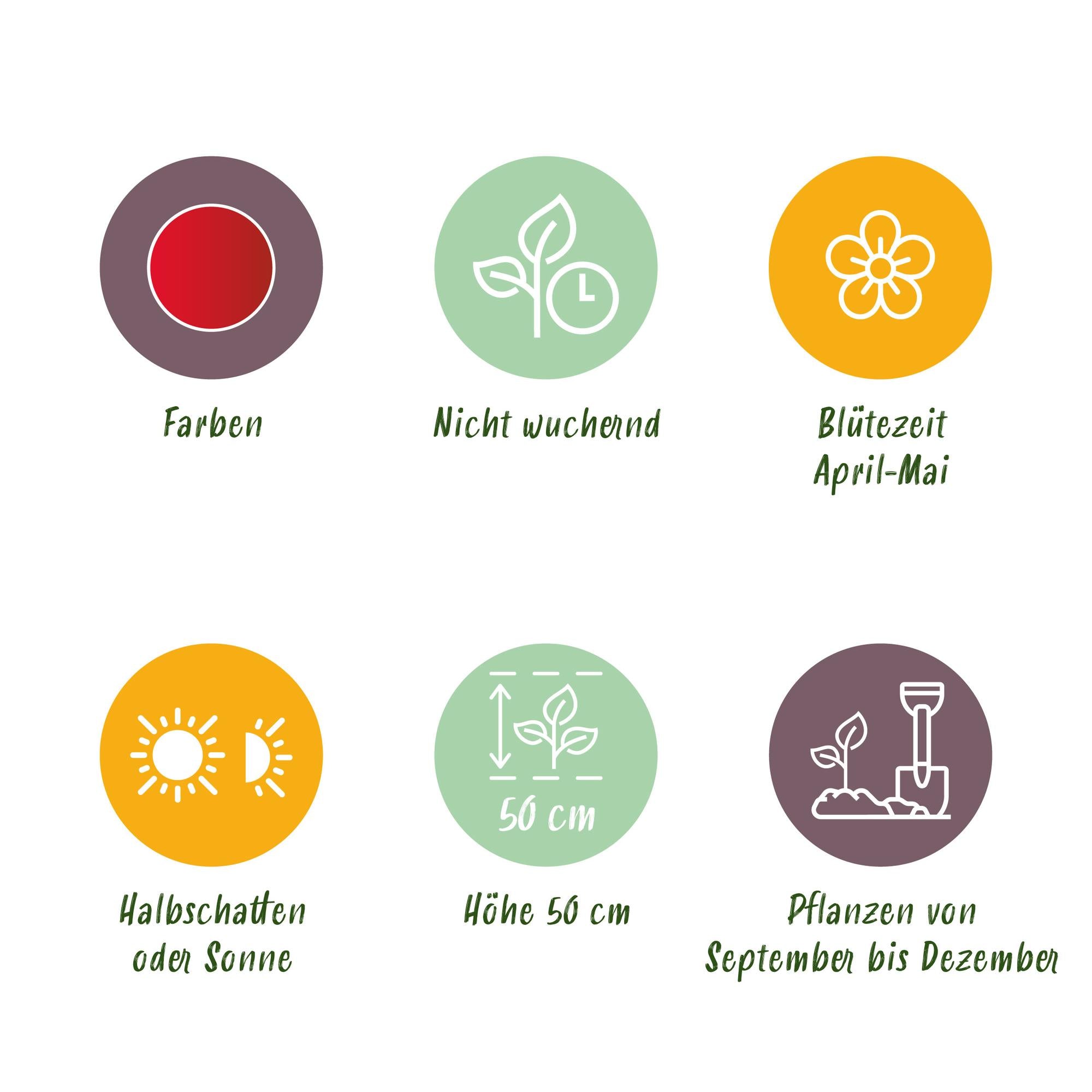 Tulpen - Tulpe Triumph Red - Farbe Rot - 15 Stück - Zwiebelgröße 11/12 - XXL Pack