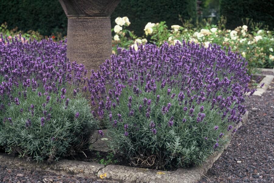 Zwerglavendel - Lavandula ang. 'Dwarf Blue' - ↕10-25cm - Ø9cm 12 Stück