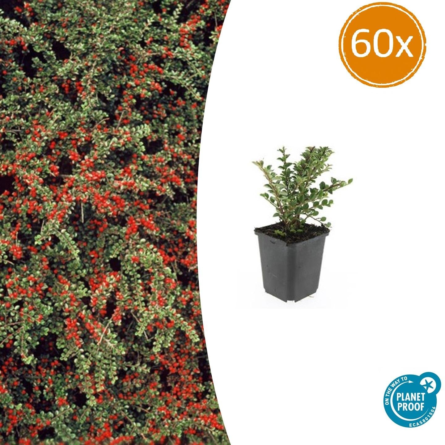 Fächerzwergmispel - Cotoneaster horizontalis - ↕10-25cm - Ø9cm 60 Stück