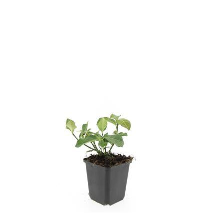 Immergrüne Kriechspindel - Euonymus fort. 'Dart's Blanket' - ↕10-25cm - Ø9cm 48 Stück