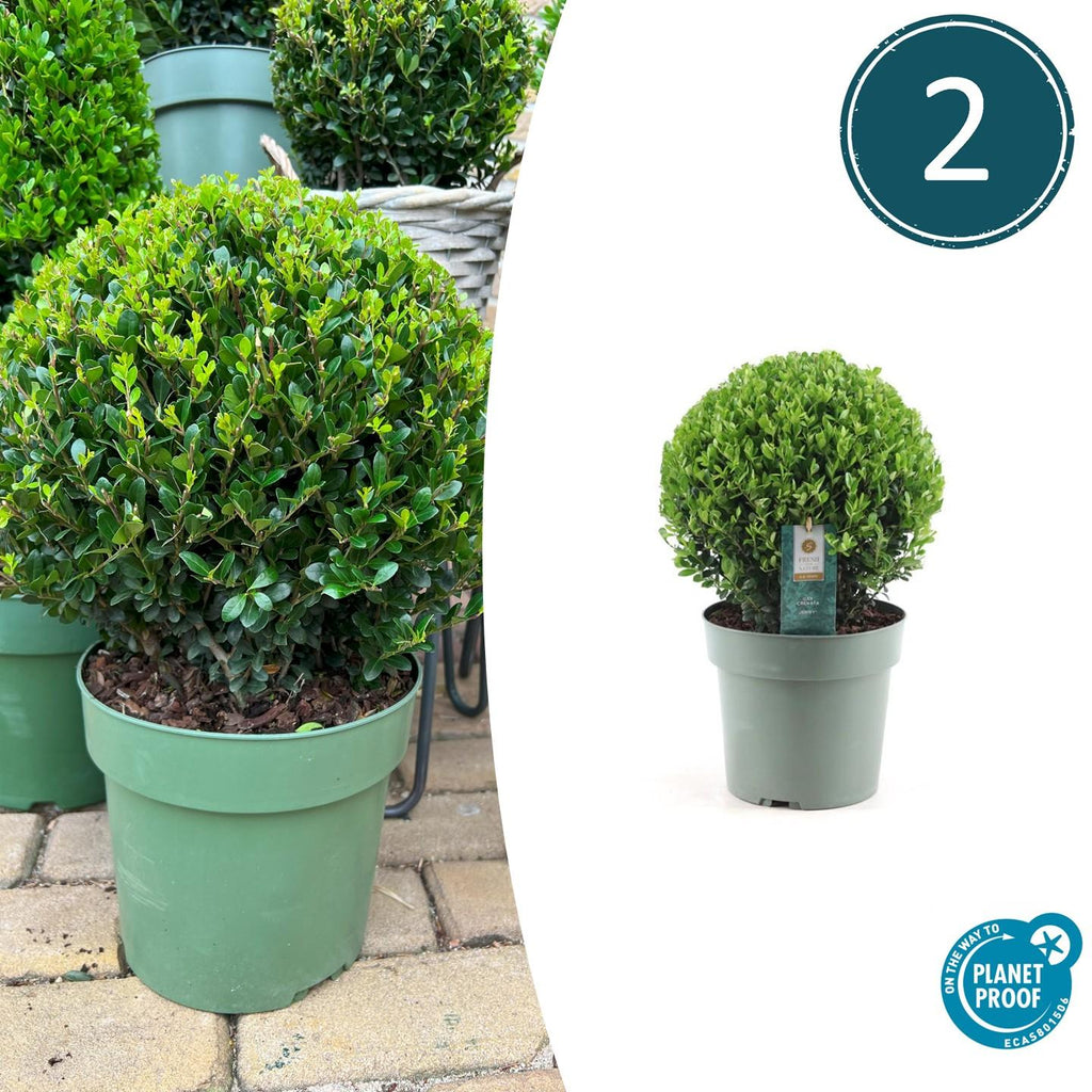 Japanische Stechpalme - Ilex crenata 'Jenny' bol XL