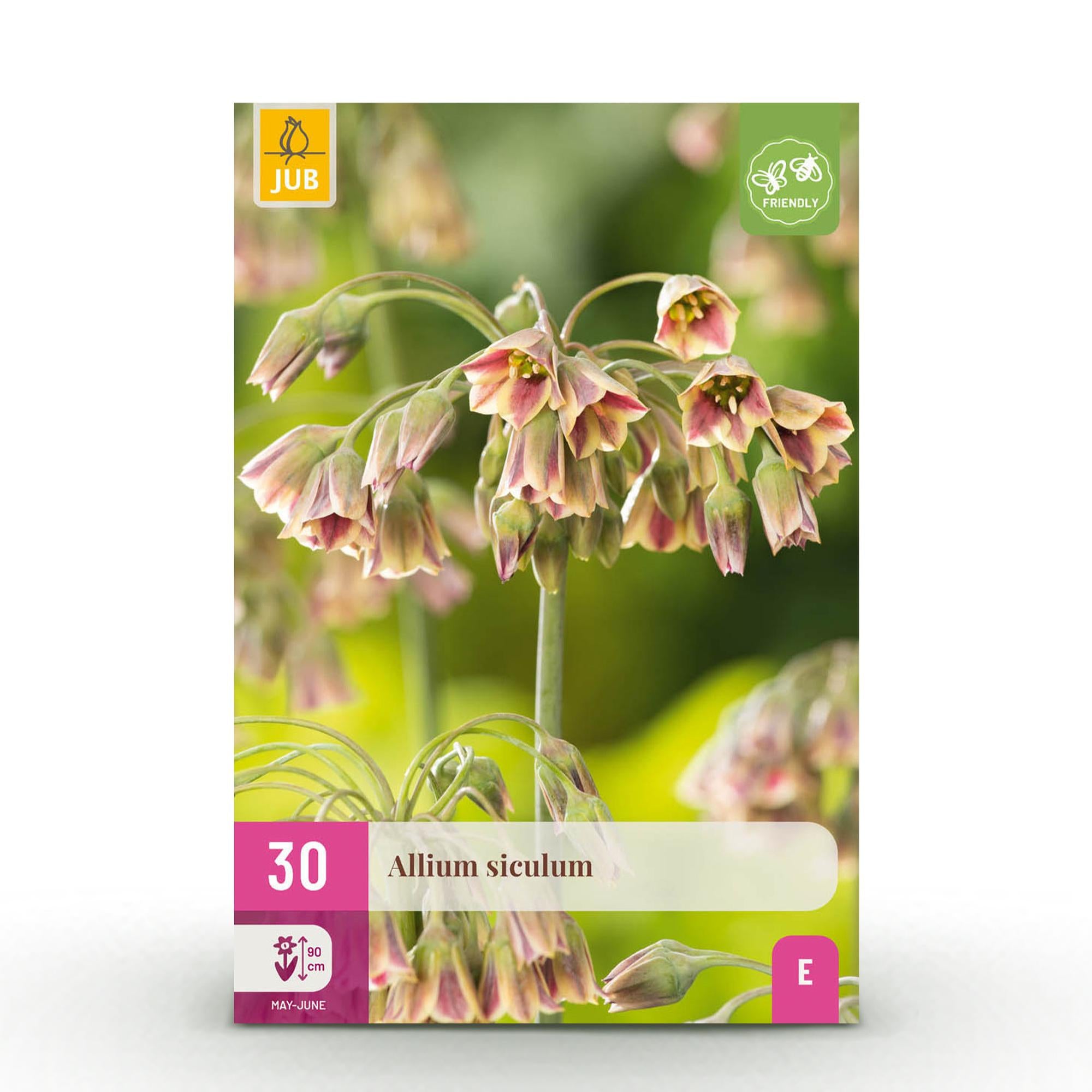 Zierlauch - Blumenzwiebeln - Allium Siculum - Farbe Rosa - 30 Stück - Zwiebelgröße 8/10 - XXL Pack