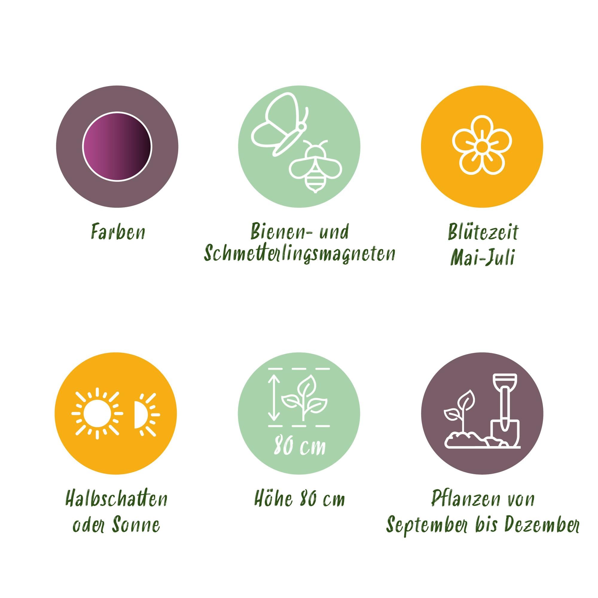 Zierlauch - Blumenzwiebeln - Allium Miami - Farbe Lila - 15 Stück - Zwiebelgröße 10/11 - XXL Pack