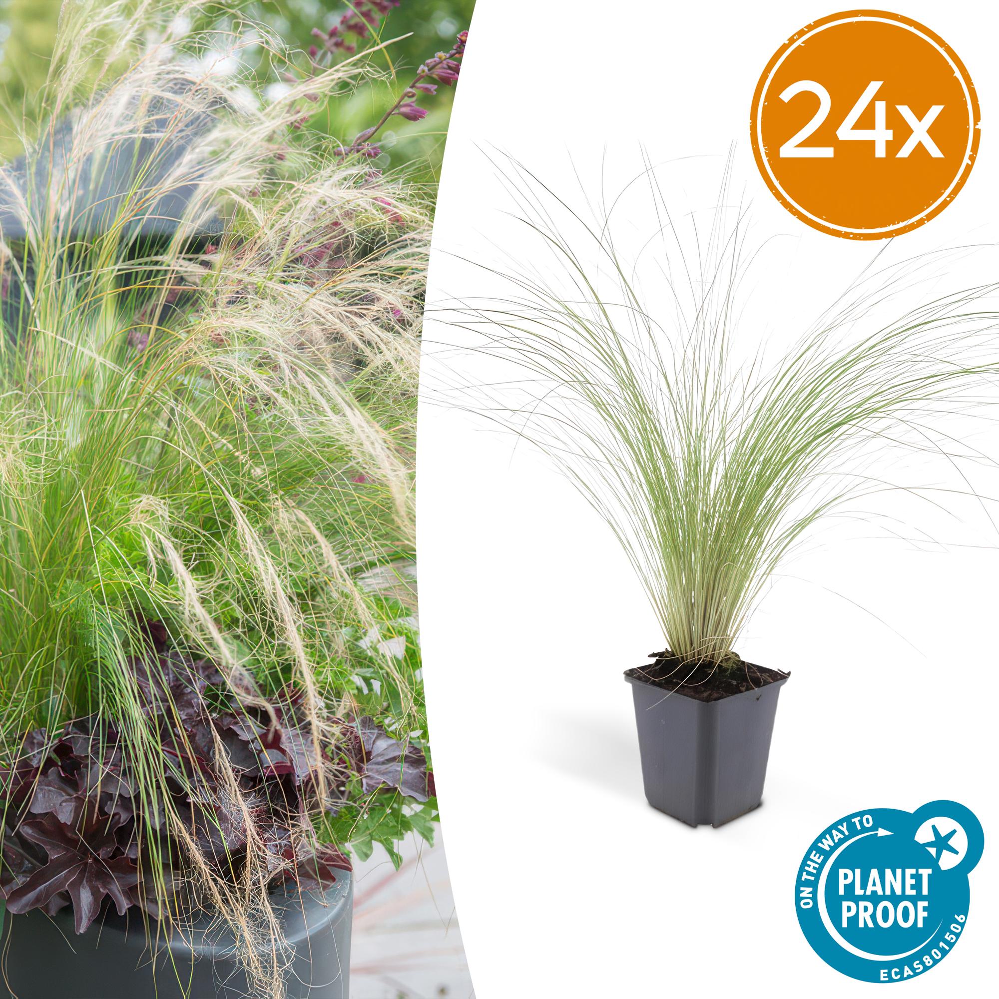 Zartes Federgras - Stipa tenuissima 'Ponytails' - ↕10-25cm - Ø9cm 24 Stück
