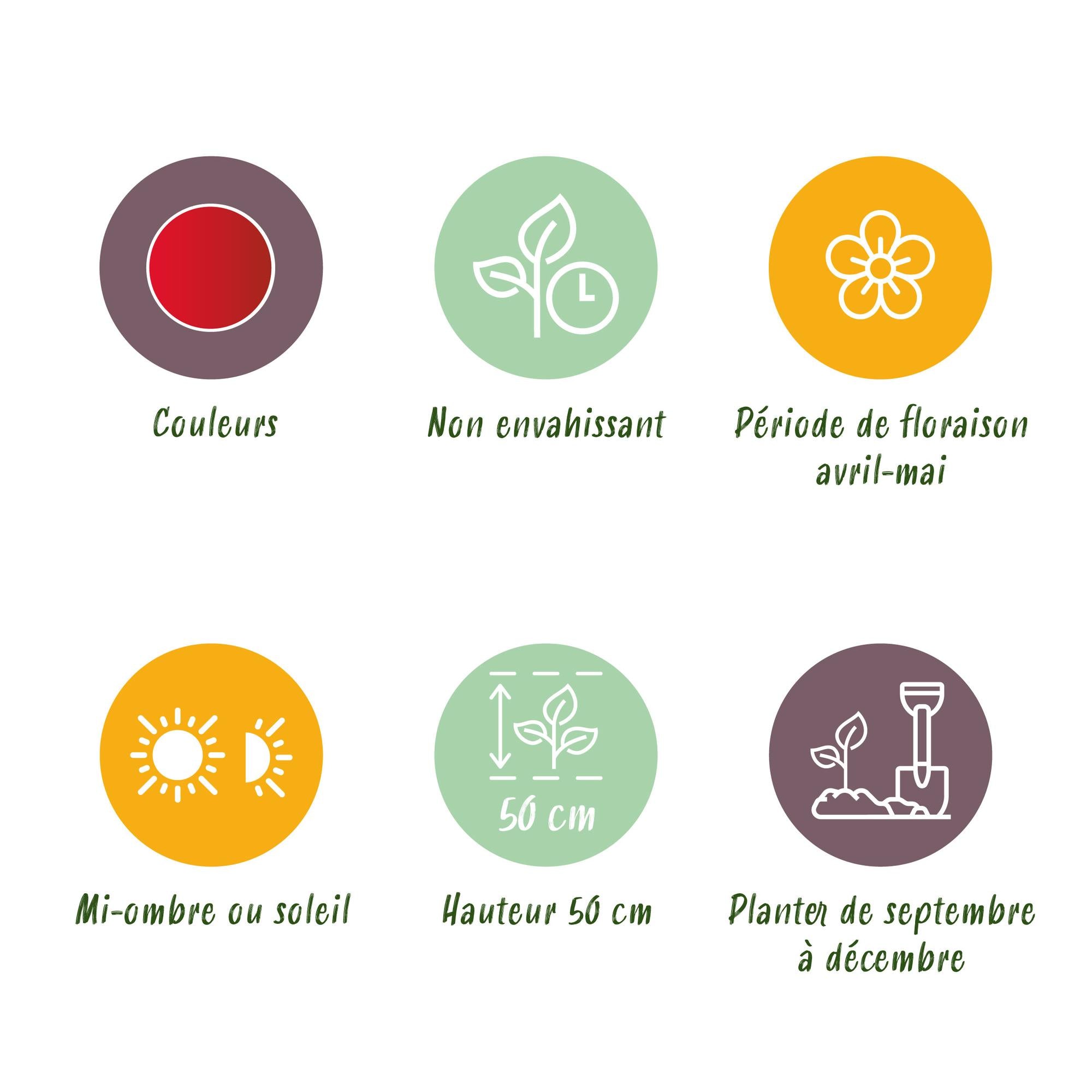 Tulpen - Tulpe Triumph Red - Farbe Rot - 15 Stück - Zwiebelgröße 11/12 - XXL Pack