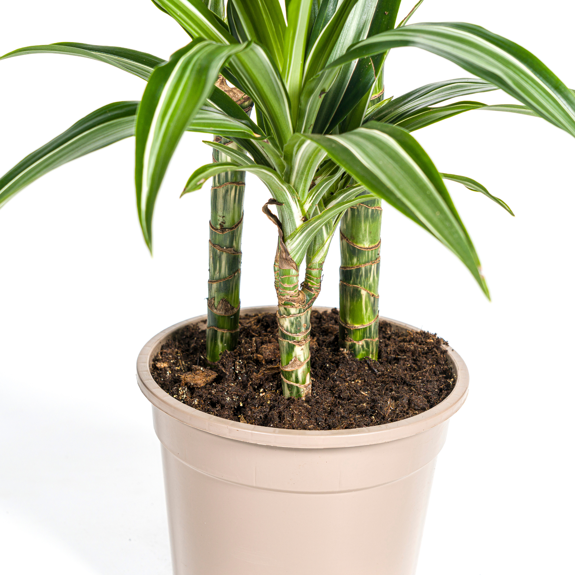 Drachenbaum - Dracaena Deremensis White Stripe mit Korb Ø21cm - ↕90 - 110cm