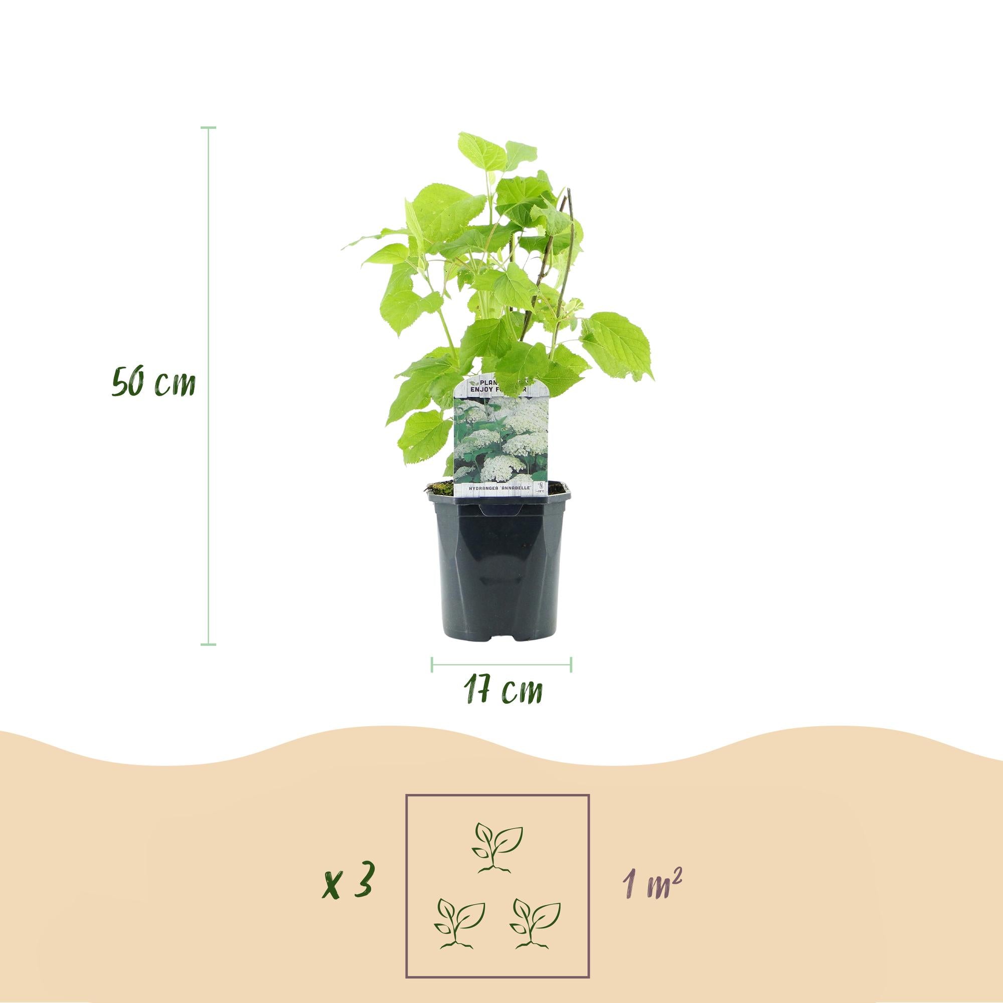 Schneeballhortensie - Hydrangea arborescens Annabelle - Blüte Weiß - 3 Pflanzen - 1 m2 - Laubabwerfend - Große Blüten - Topf 17cm Höhe 50cm