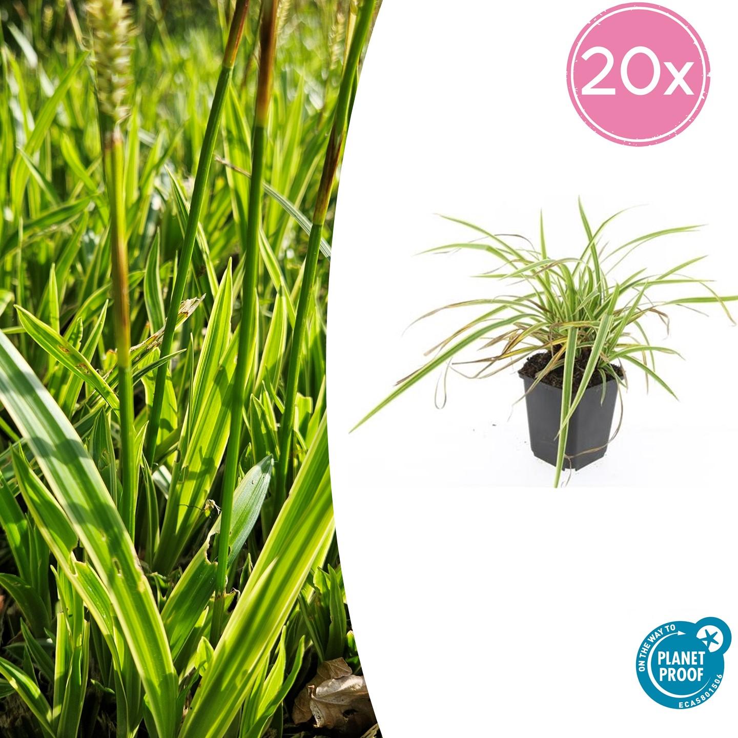 Ziergras Goldrandsegge - Carex morrowii 'Aureovariegata'  - ↕10-25cm - Ø9cm 20 Stück