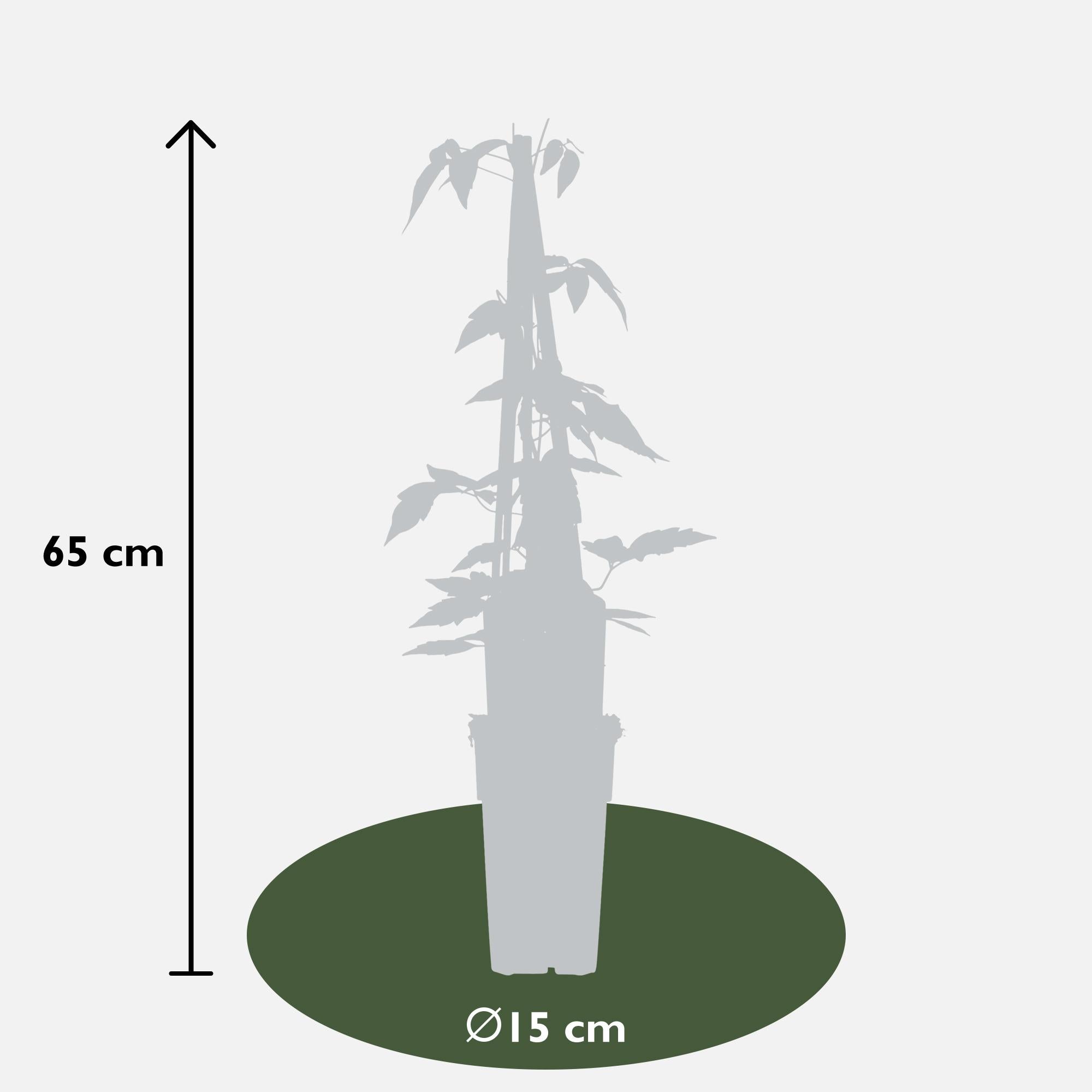 Waldrebe - Clematis Montana 'Fragrant Spring' - ↨65cm - Ø15 4 Stück