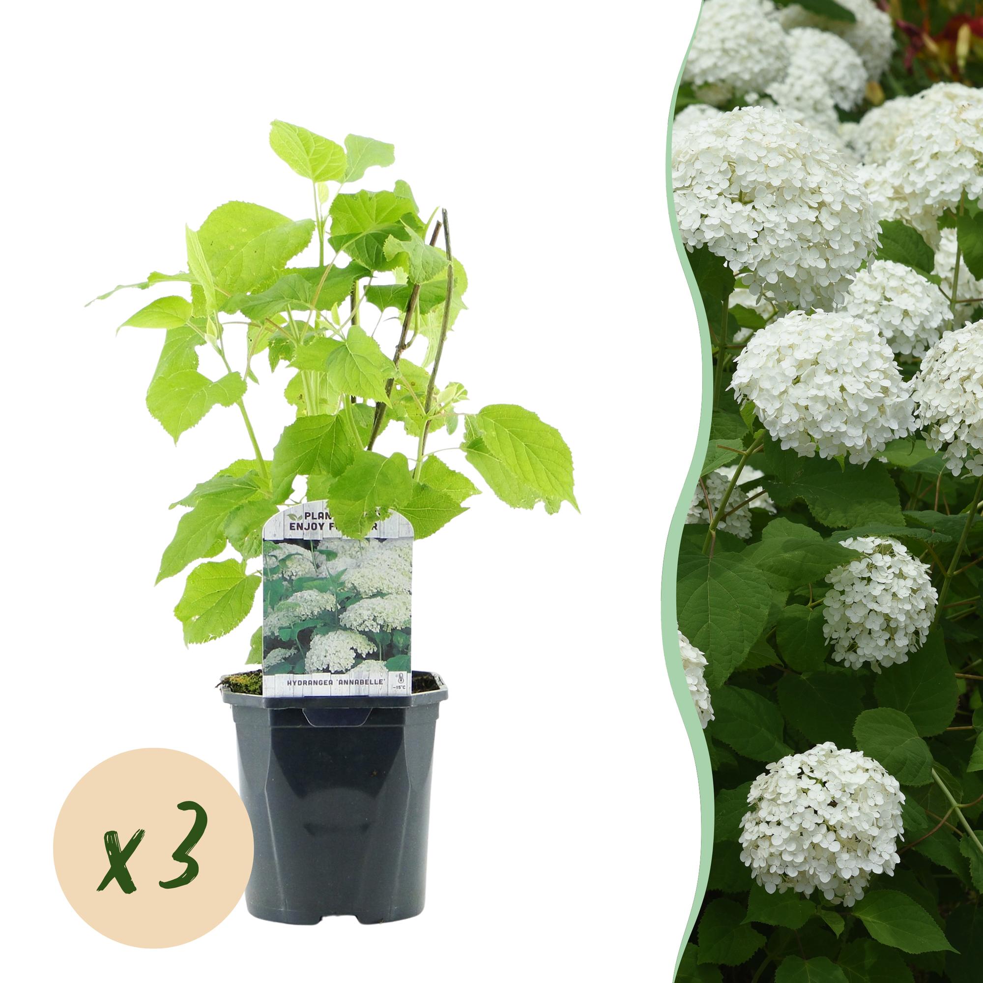 Schneeballhortensie - Hydrangea arborescens Annabelle - Blüte Weiß - 3 Pflanzen - 1 m2 - Laubabwerfend - Große Blüten - Topf 17cm Höhe 50cm