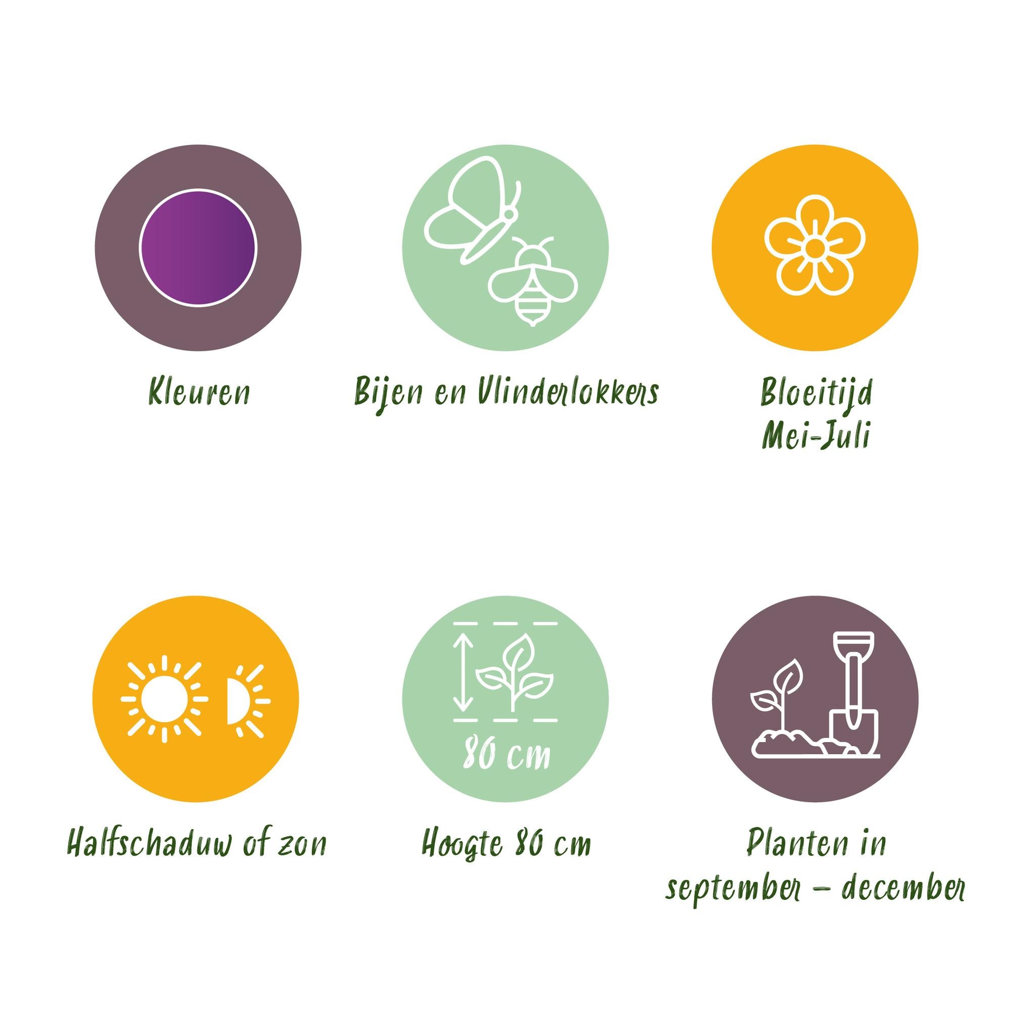 Zierlauch - Blumenzwiebeln - Allium Purple Sensation - Farbe Lila - 15 Stück - Zwiebelgröße 10/12 - XXL Pack