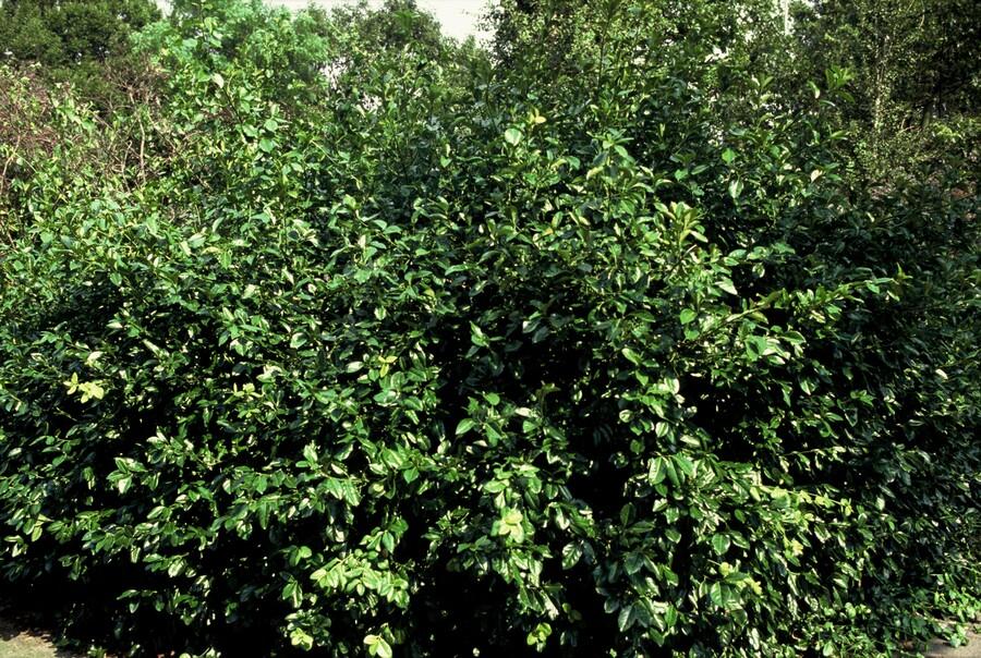 Purpur Kriechspindel - Euonymus fort. 'Coloratus' - ↕10-25cm - Ø9cm 12 Stück