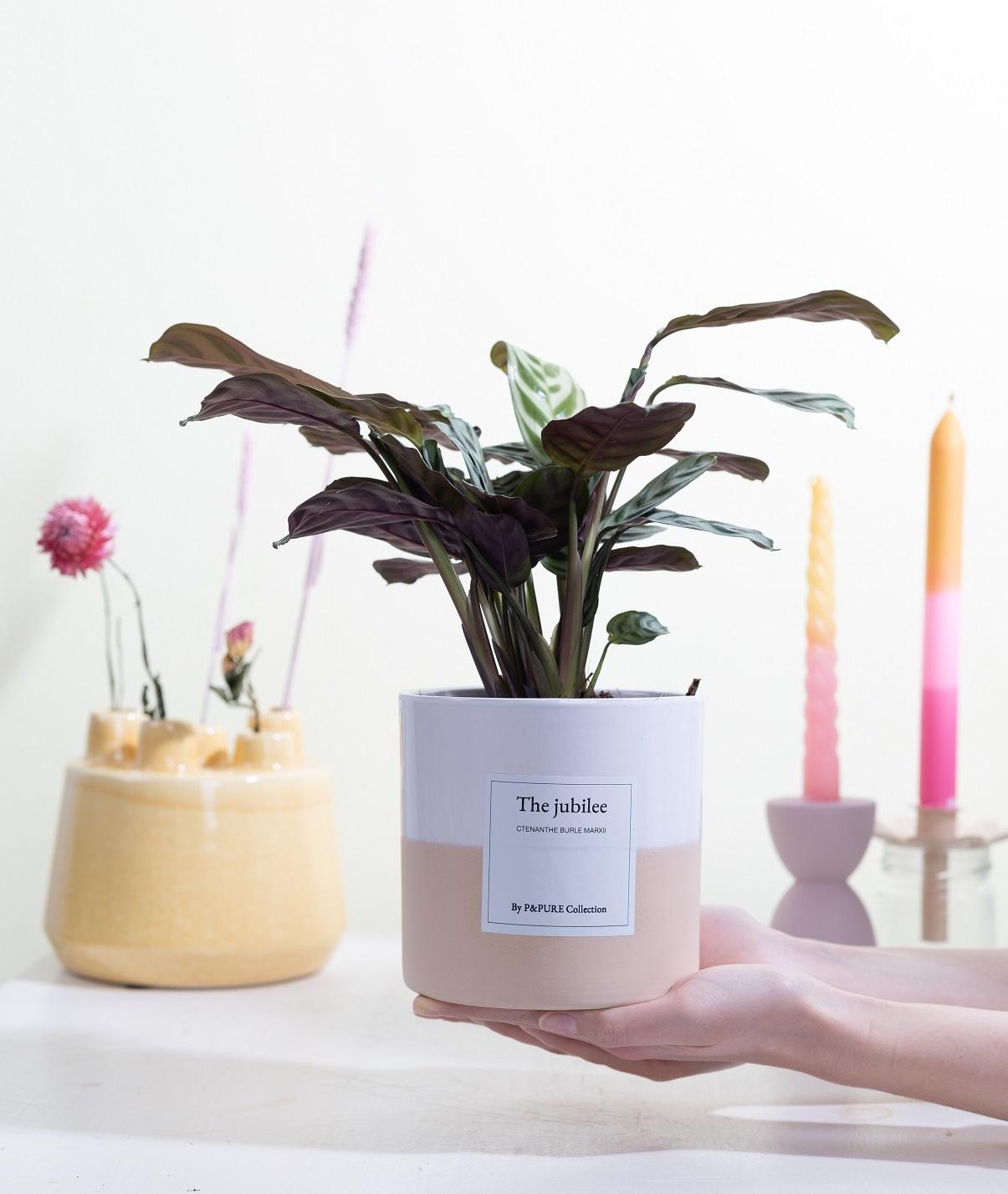 Fischgrätenpflanze - Ctenanthe Burle Marxii Gift "The Jubilee" WITH GREETING CARD! - Ø12cm - ↕25cm