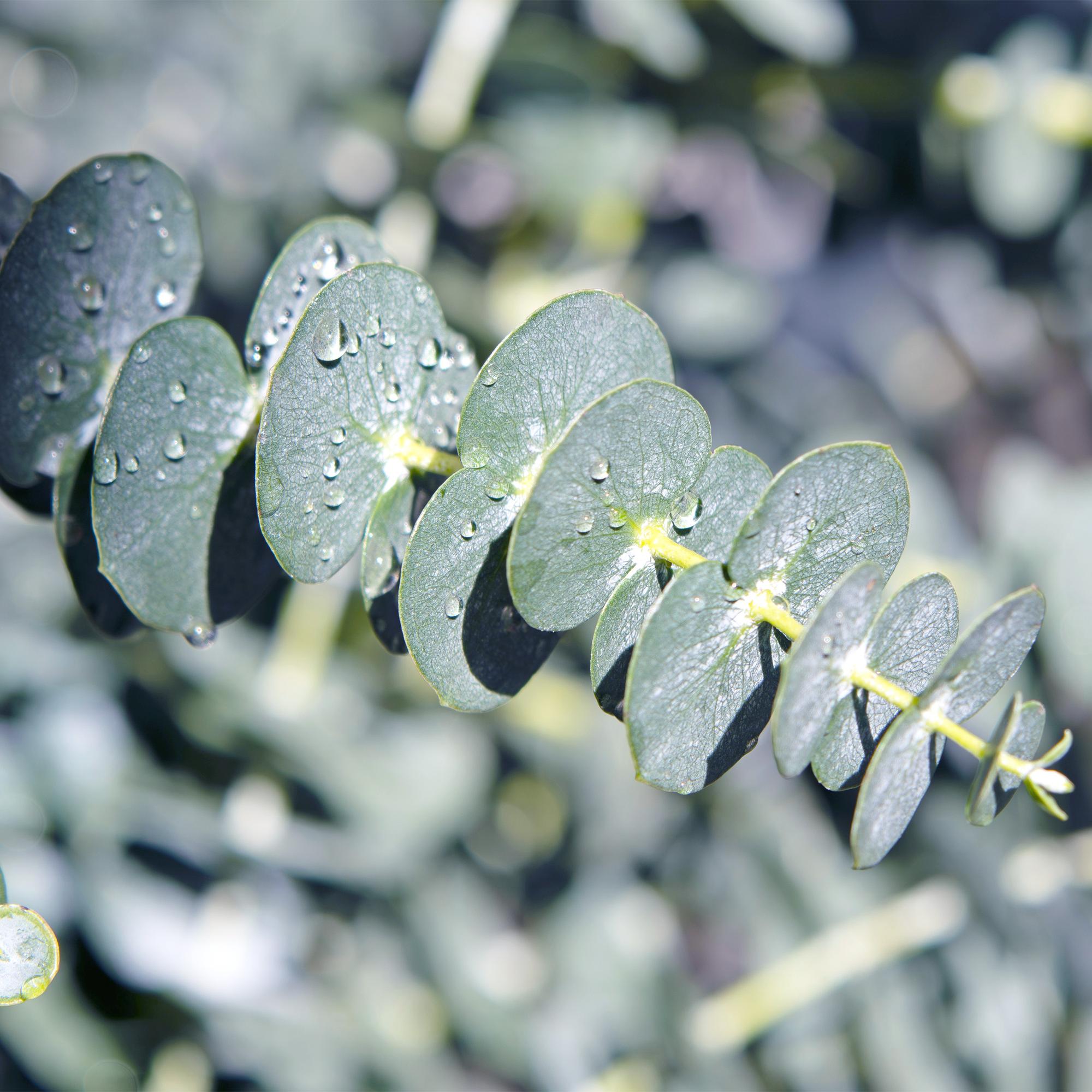Eukalyptusbaum - Eukalyptus gunnii - Grau - 4 Pflanzen - Winterhart - Topf 14cm Höhe 30cm